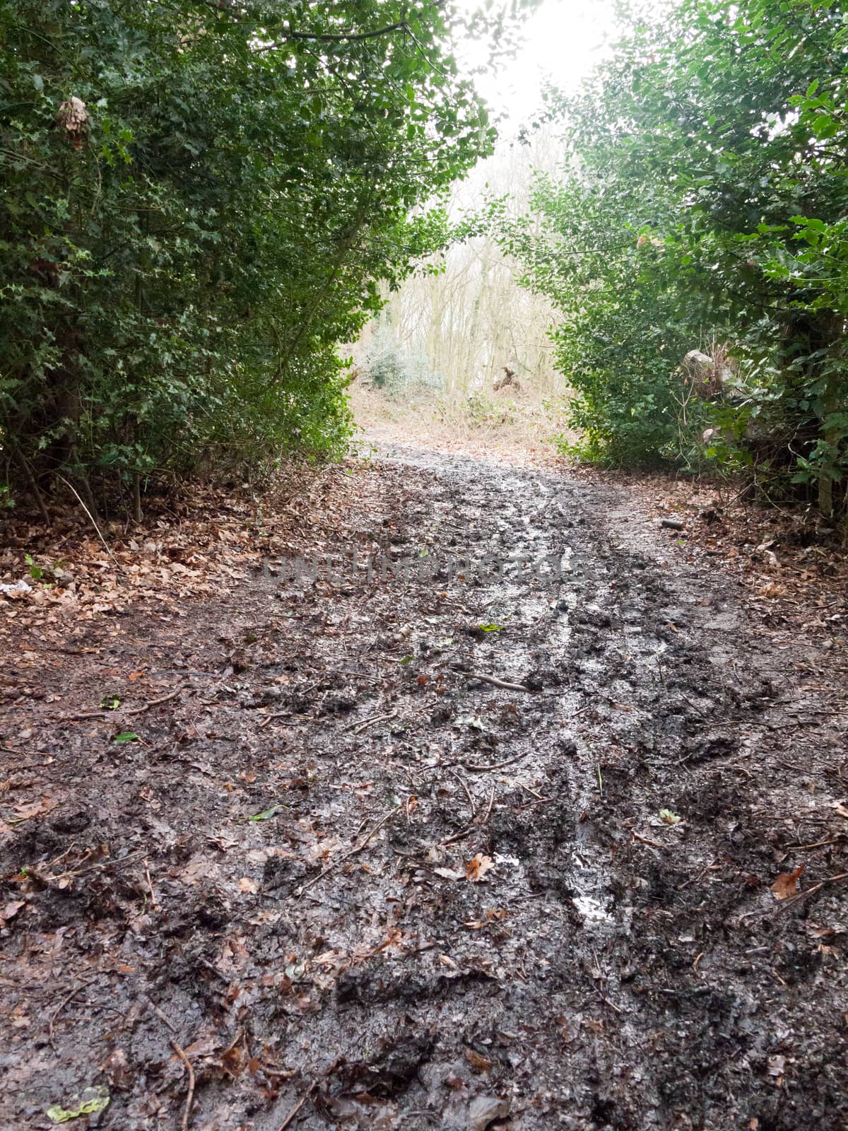 muddy pathway through forest hedgerow light ahead no people walkway; essex; england; uk