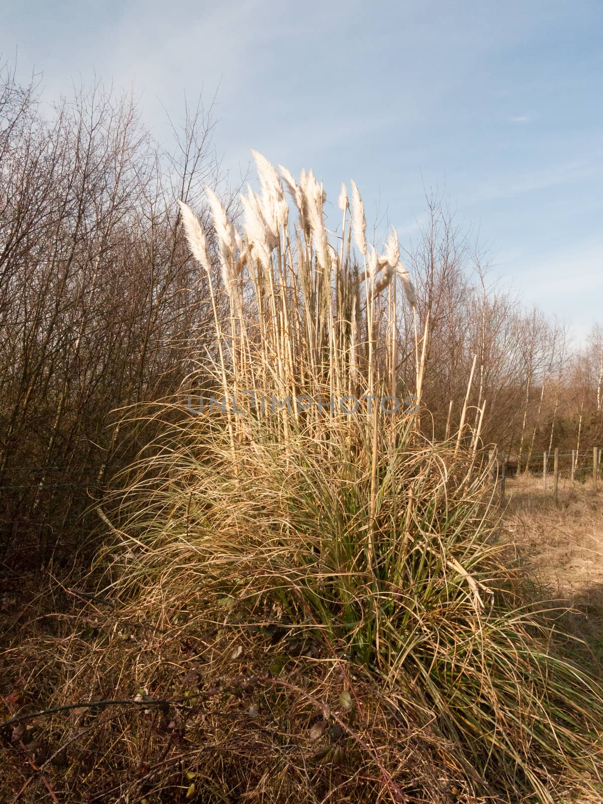 growing grass plant spring flower green foliage generic nature by callumrc