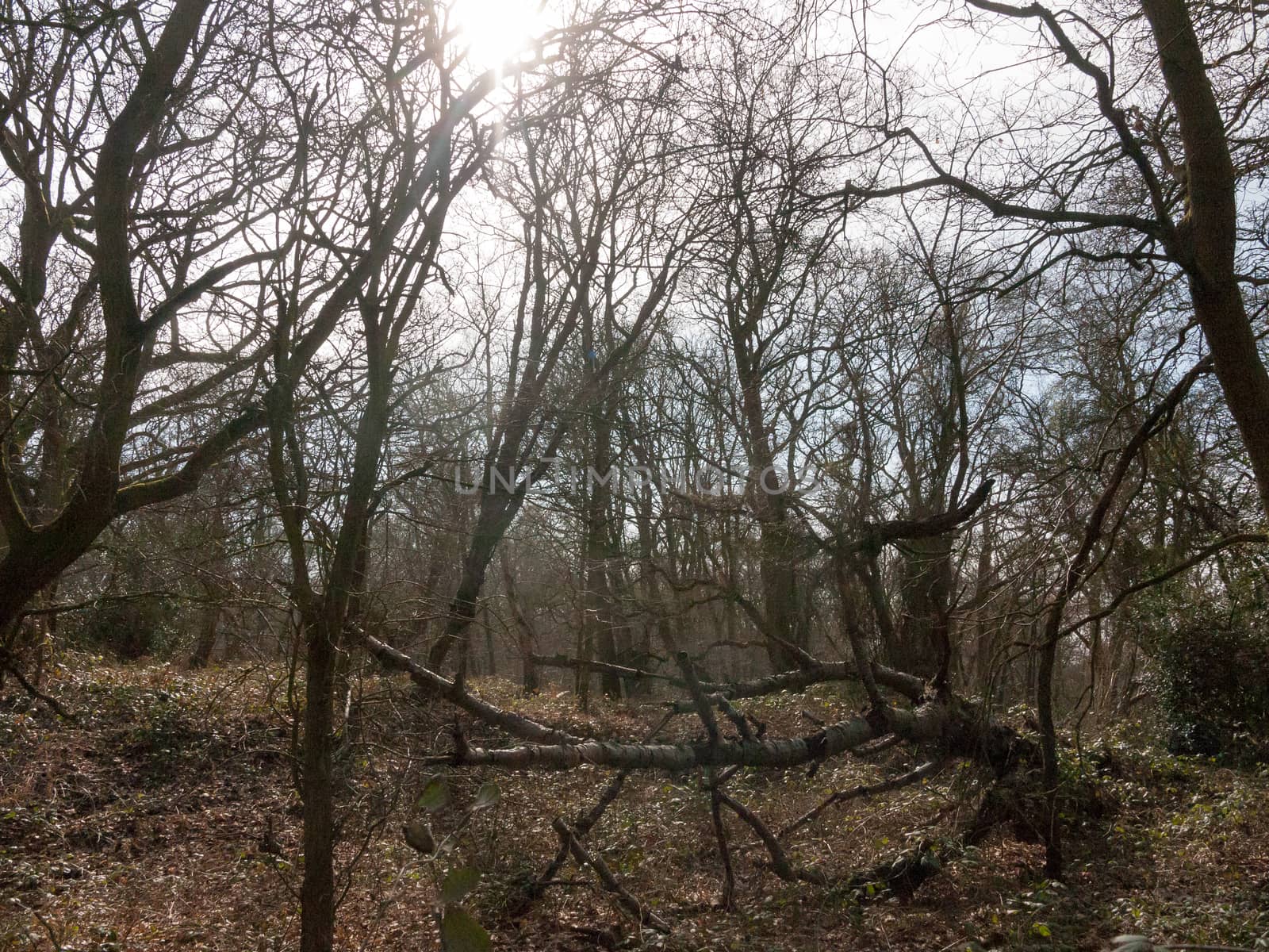 uk woodland tree bare branches autumn spring forest landscape nature; essex; england; uk