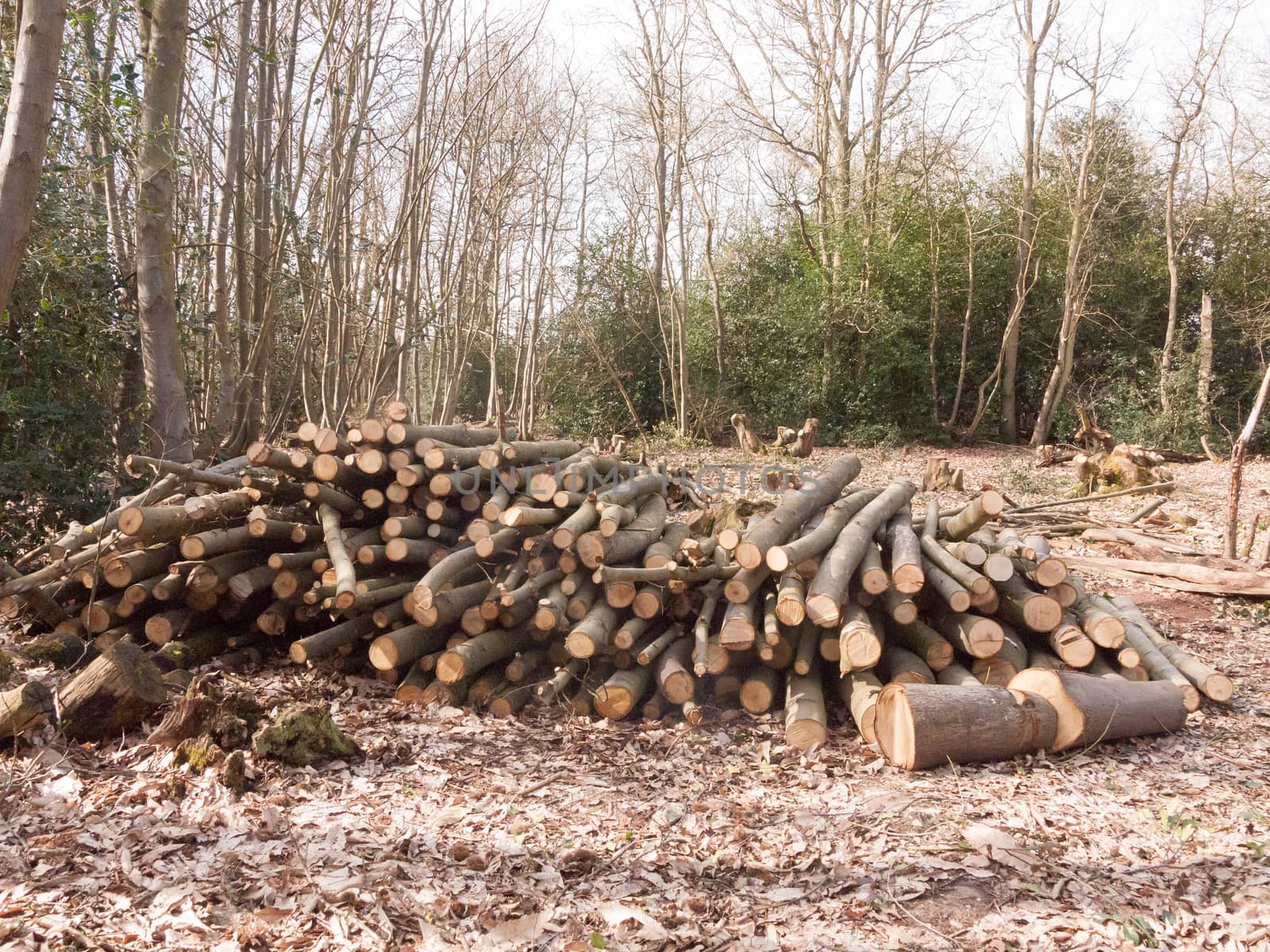 pile of branches wooden stump tree trunks cut down forest wood w by callumrc
