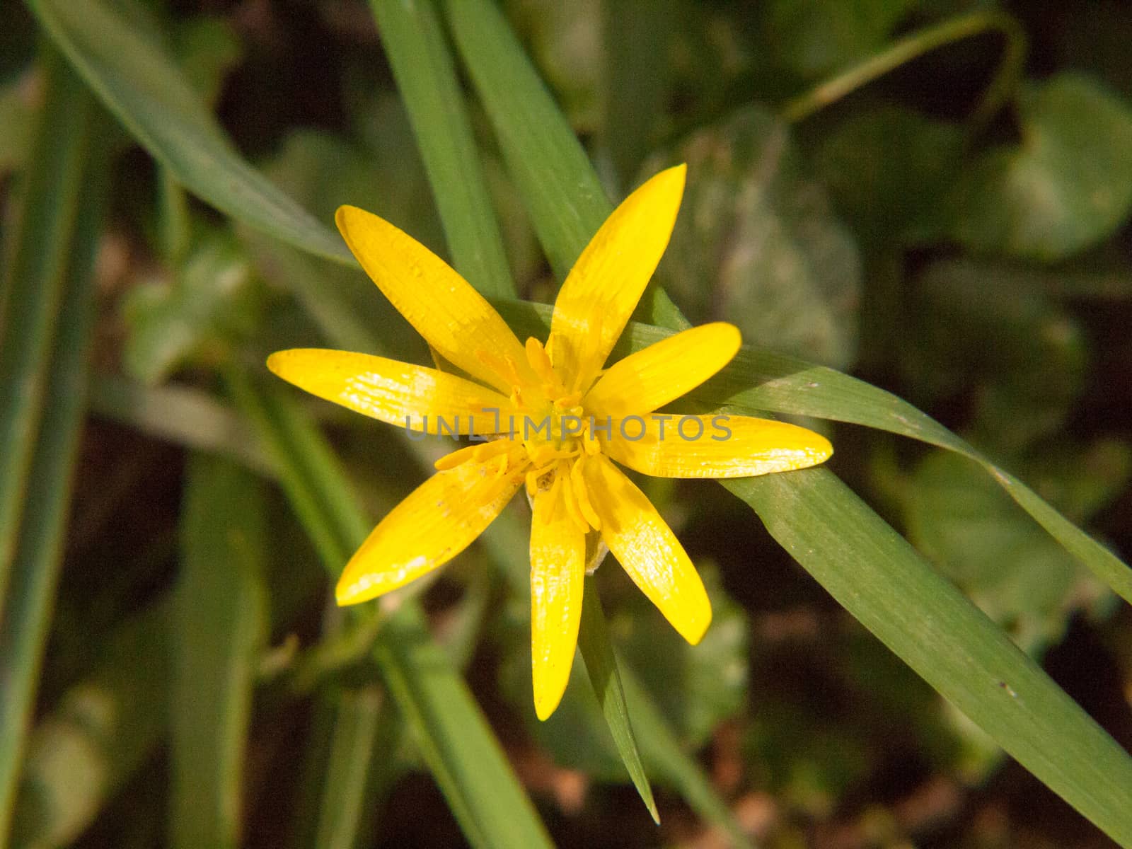 close up of yellow growing spring pretty flower floor - Ranunculus ficaria L. - Lesser Celandine; essex; england; uk