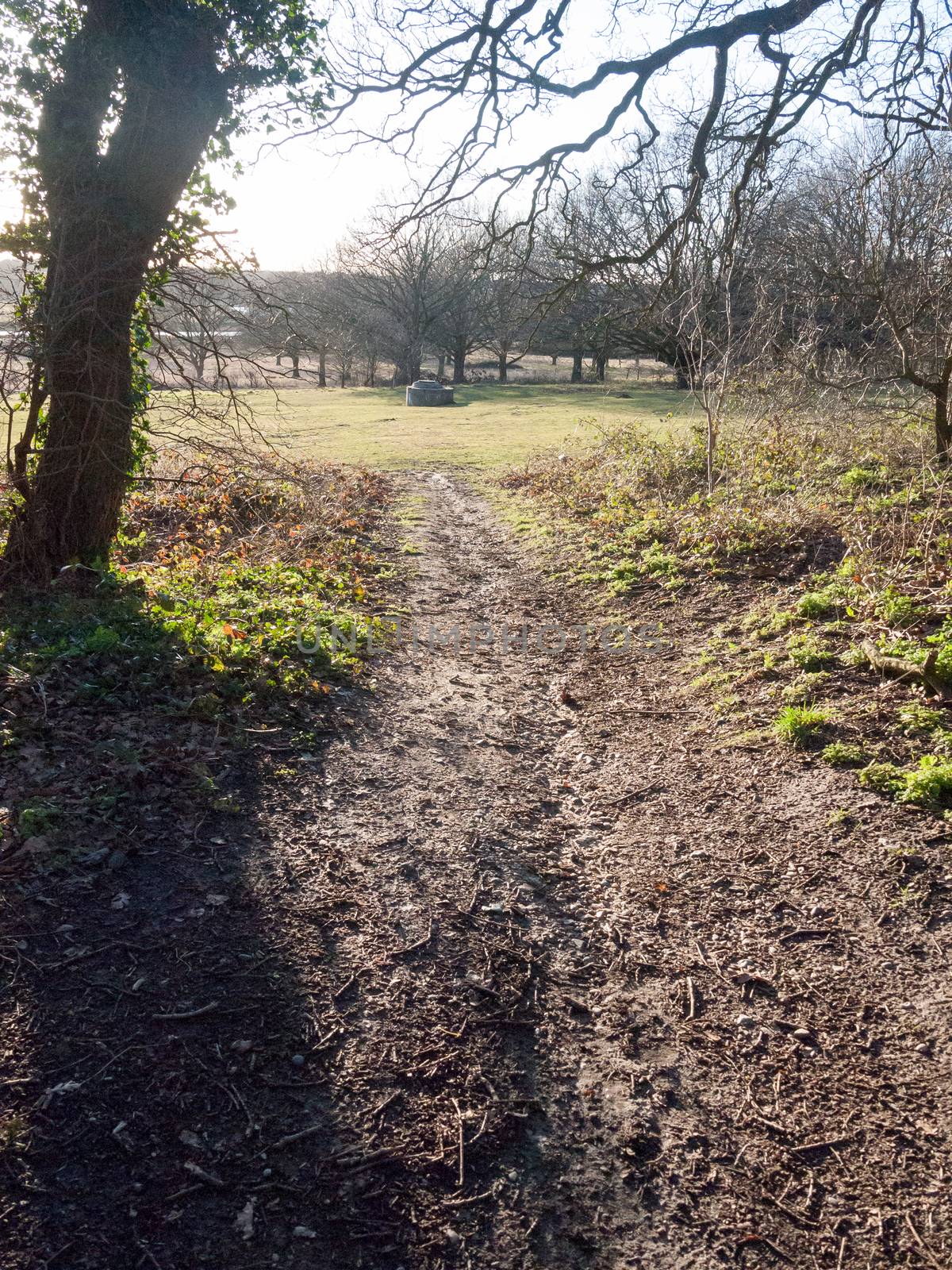 walkway path muddy through field and forest uk sun light glare; essex; england; uk