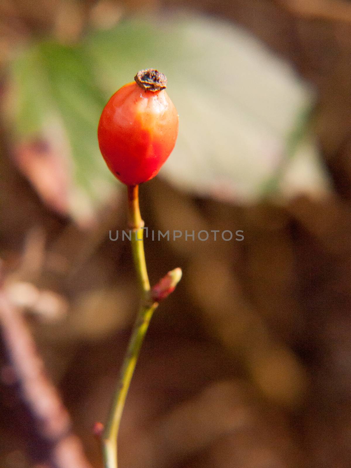 close up single rose hip rosa canina rose bud autumn fruit berries; essex; england; uk