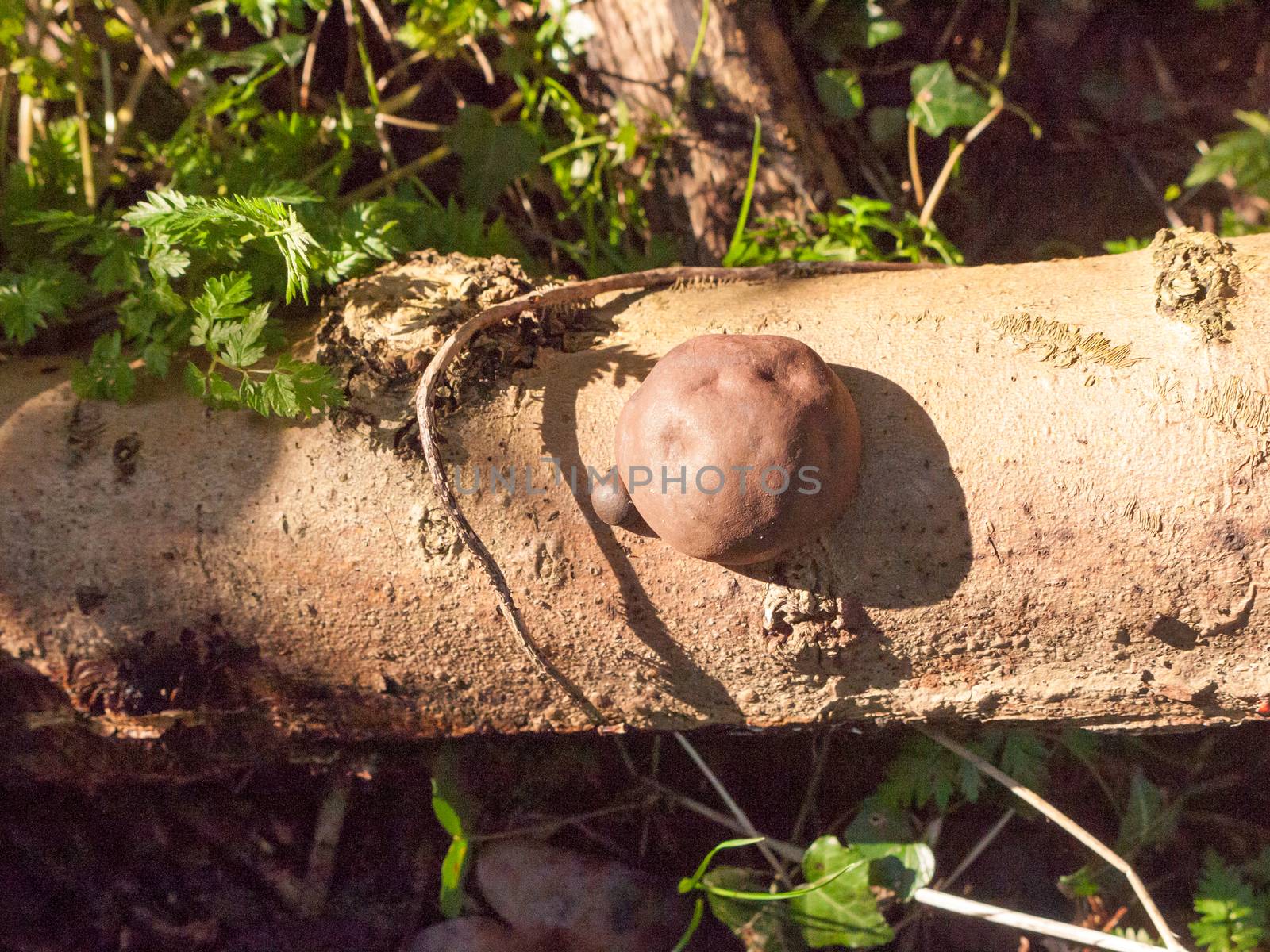 black fungi ball tree stump - Daldinia concentrica (Bolton) Ces. & De Not. - King Alfred's Cakes by callumrc