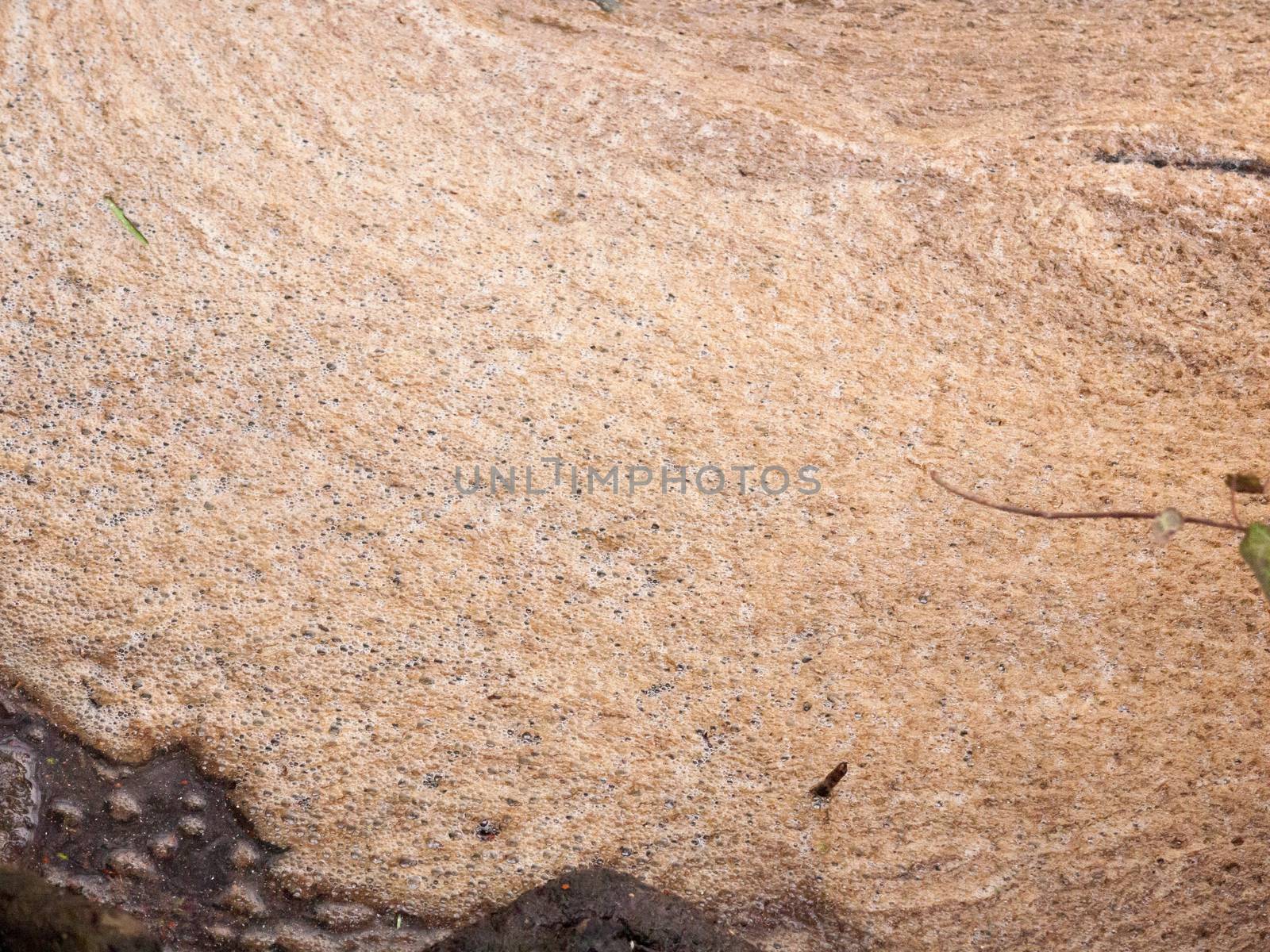 scum brown foam on top of water surface background texture algae; essex; england; uk