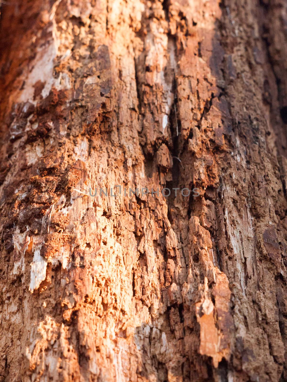 close up grooved cut split cracked texture on tree trunk bark ma by callumrc