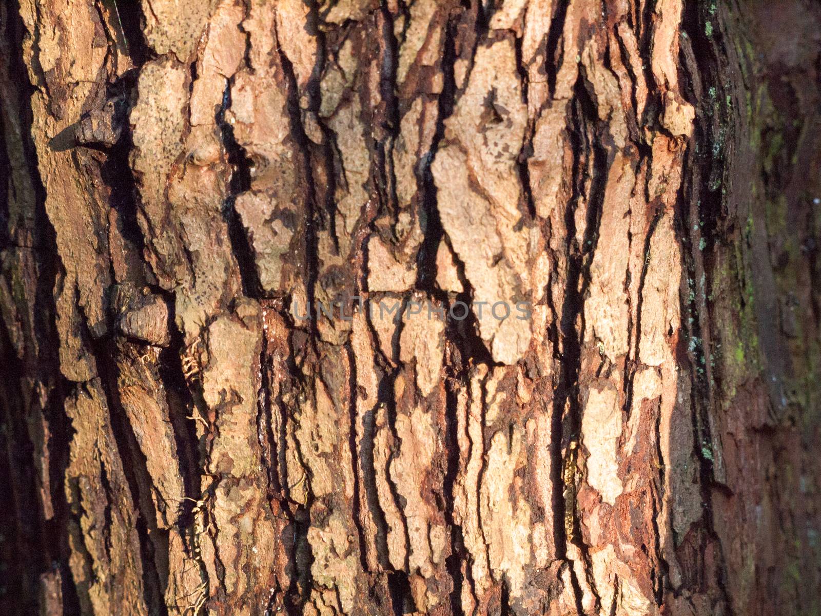 close up texture of tree bark cracked down grooves macro detail; essex; england; uk