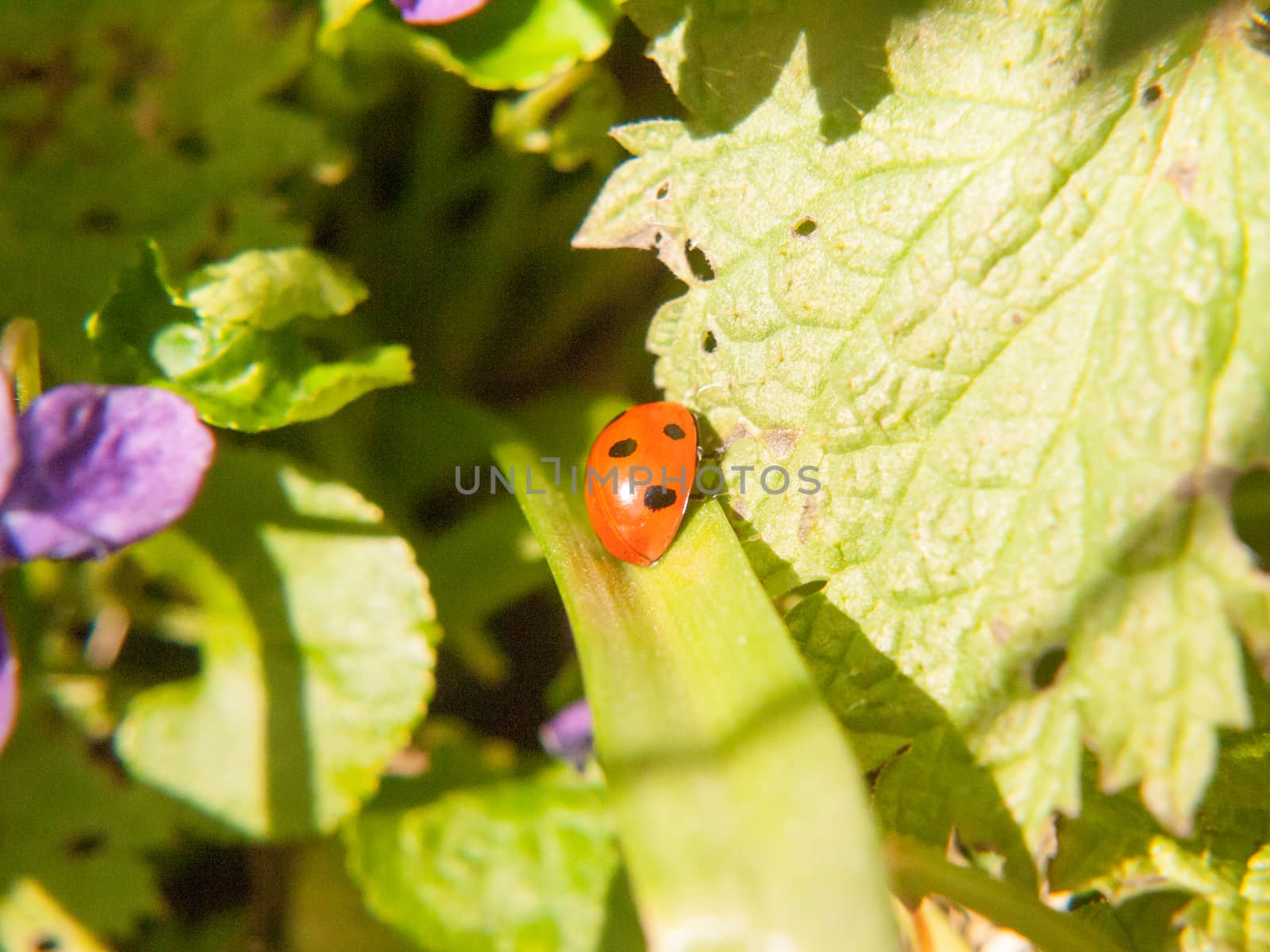 close up macro spring of red 7 dotted ladybird on leaf eating; essex; england; uk