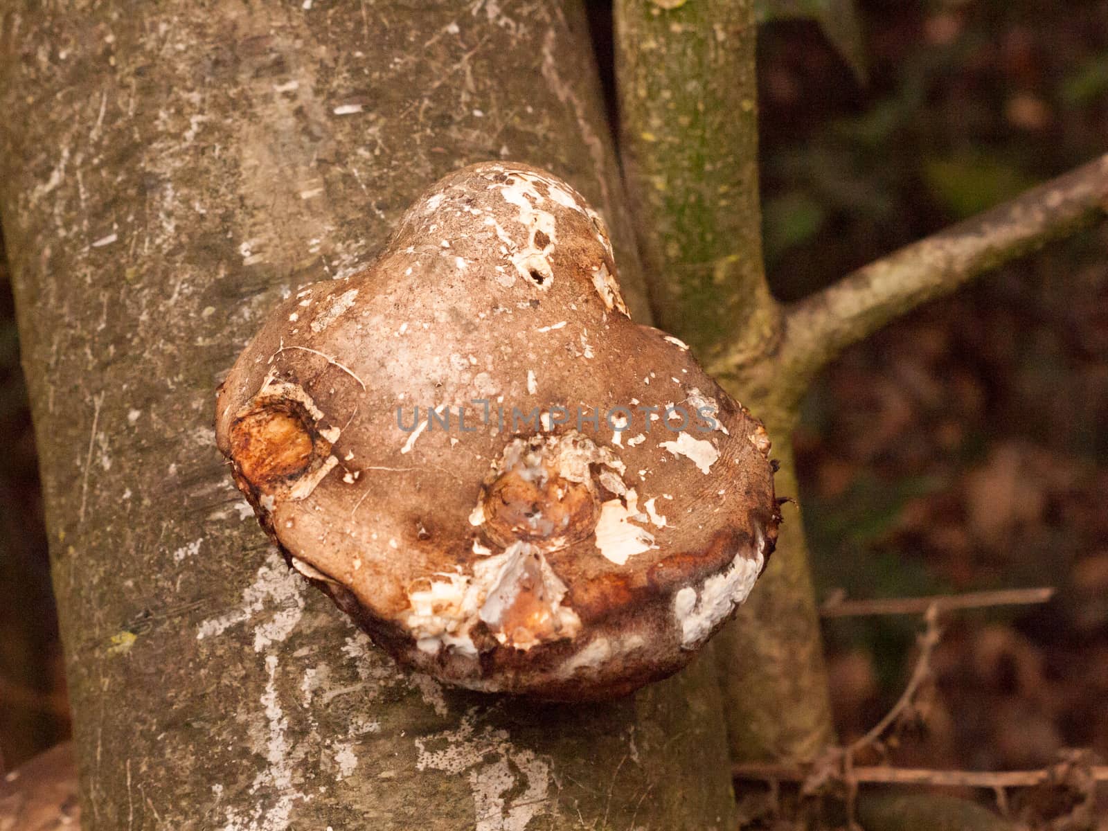 large white and brown bracket fungus fungi growing on dead tree  by callumrc