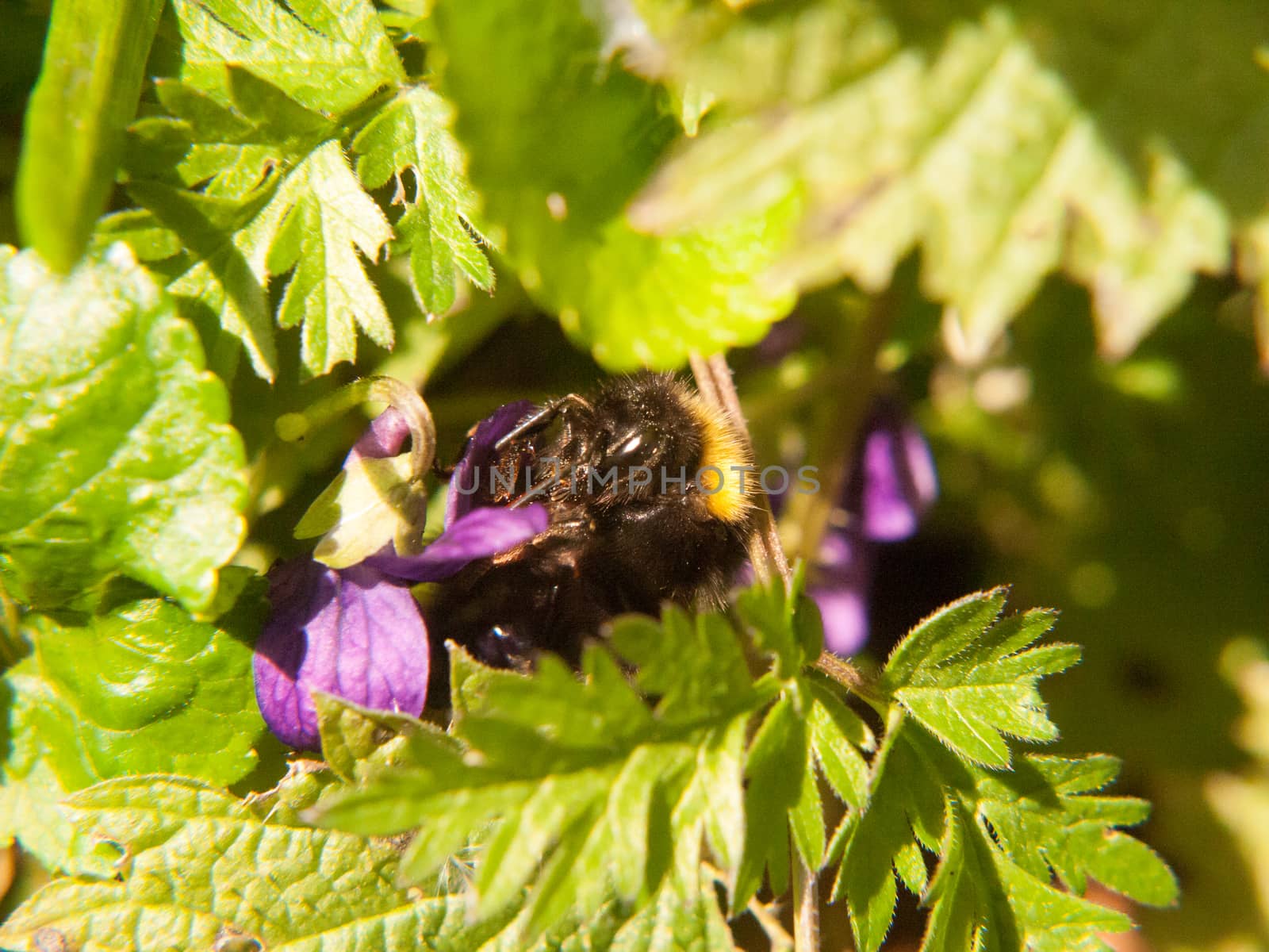 close up of black and yellow bee harvesting macro spring; essex; england; uk