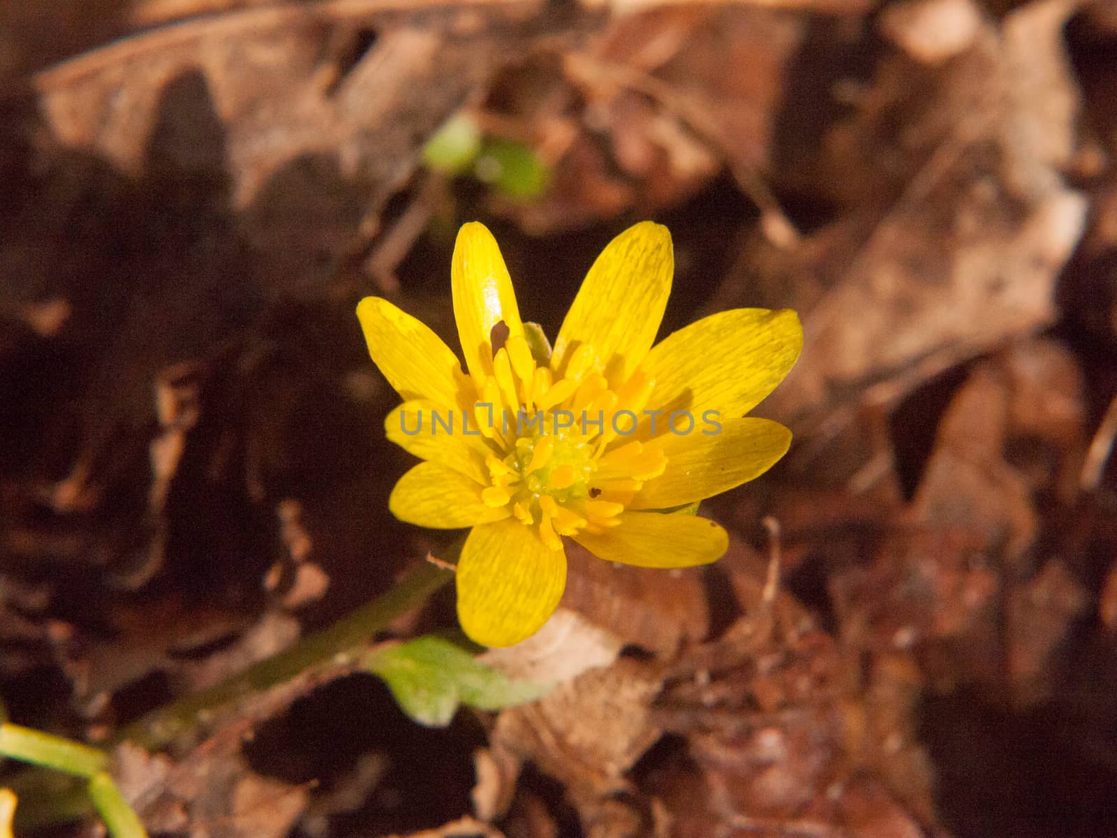 close up of yellow growing spring pretty flower floor - Ranunculus ficaria L. - Lesser Celandine by callumrc