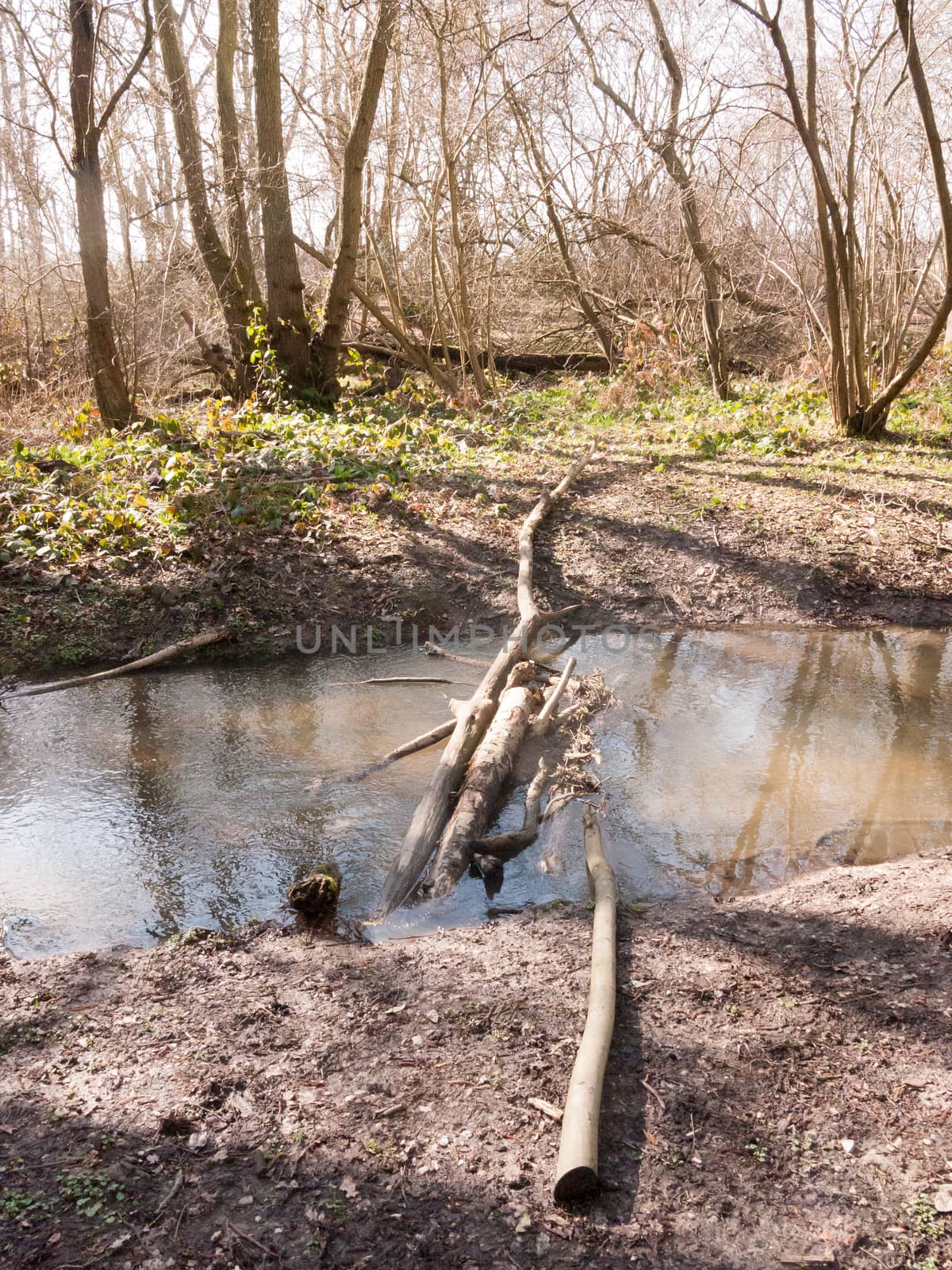 inside forest stream running water with wooden tree stumps bridge; essex; england; uk