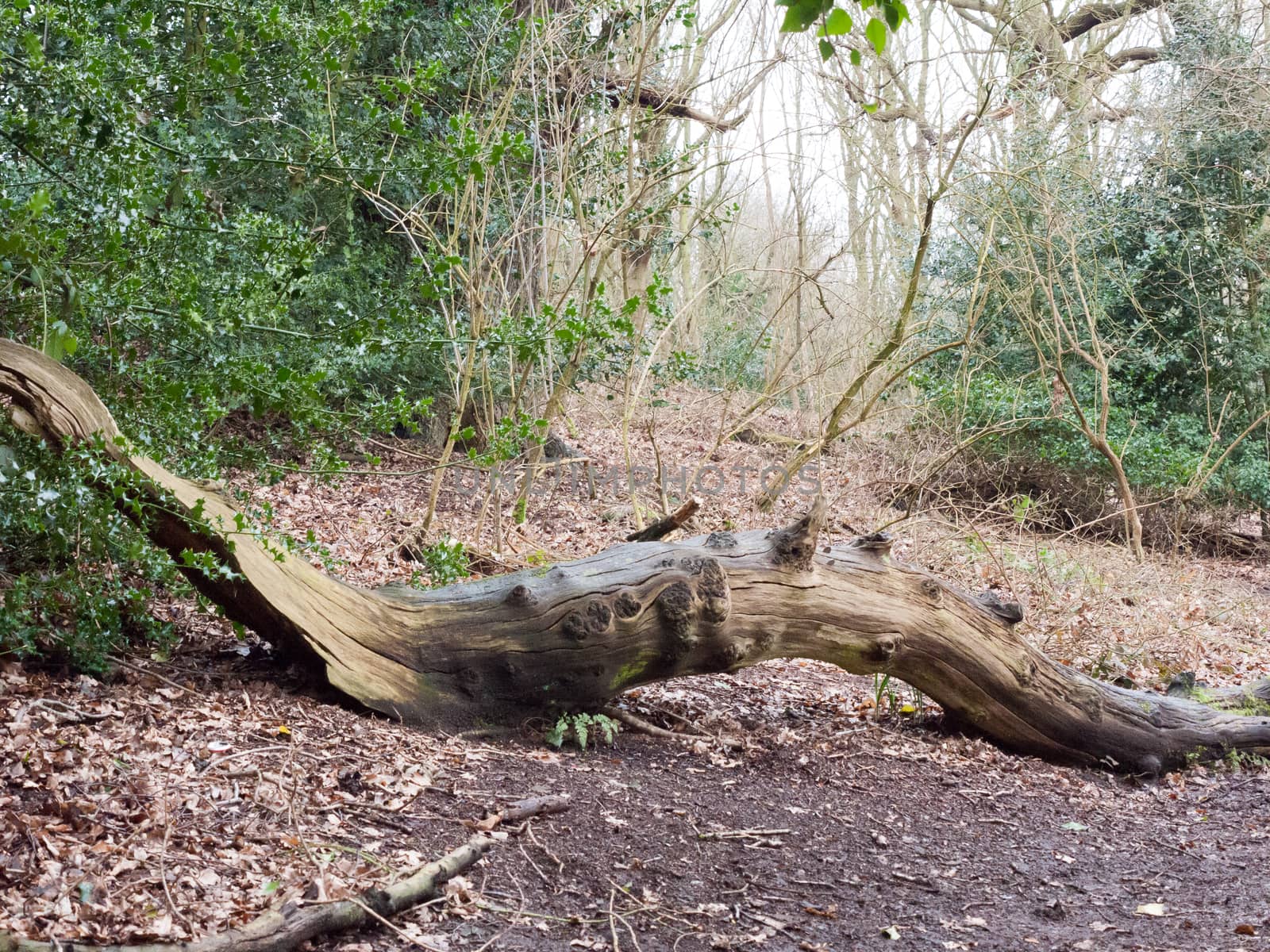 fallen tree trunk inside forest wood in way of path; essex; england; uk