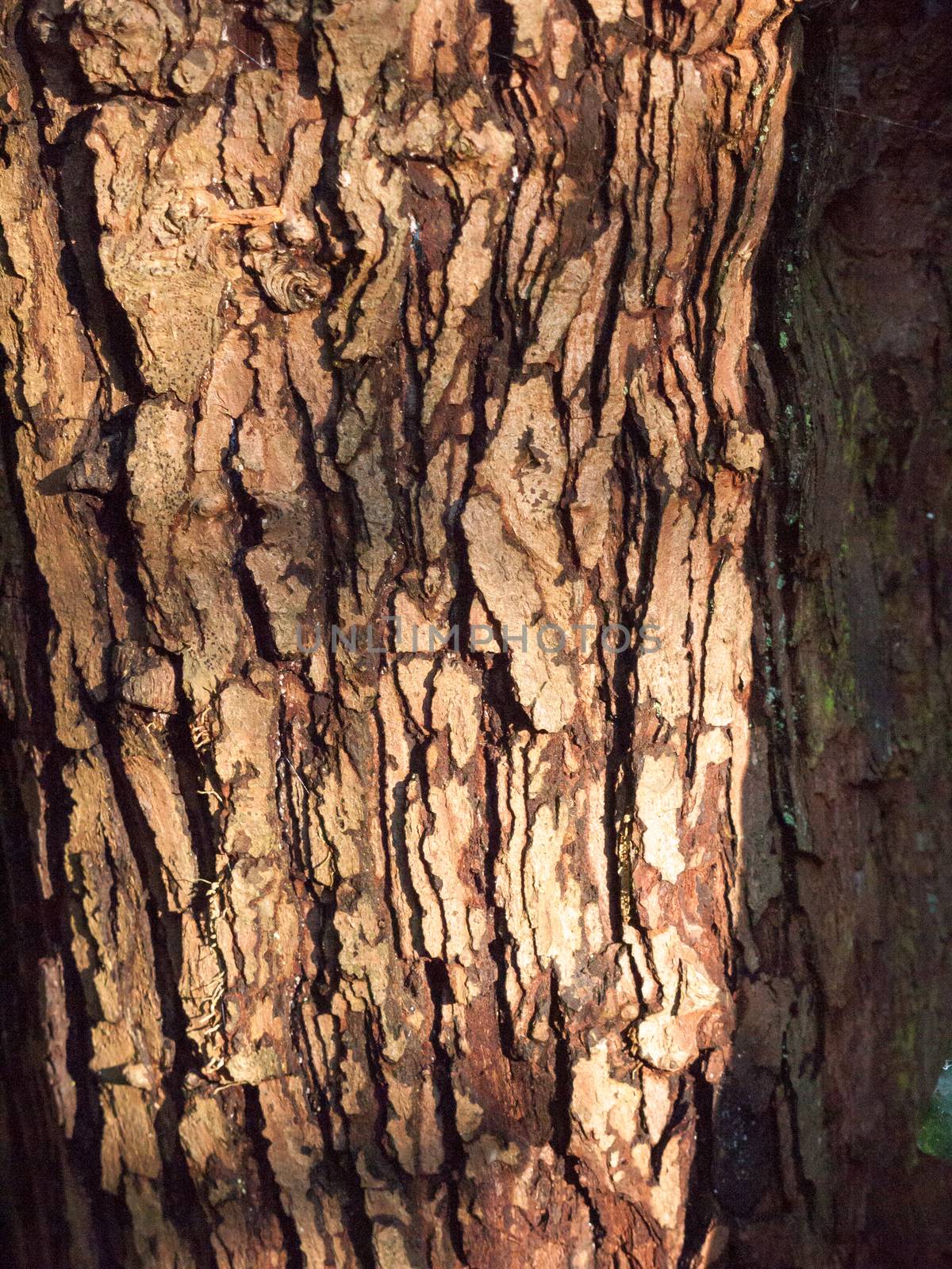 close up texture of tree bark cracked down grooves macro detail; essex; england; uk