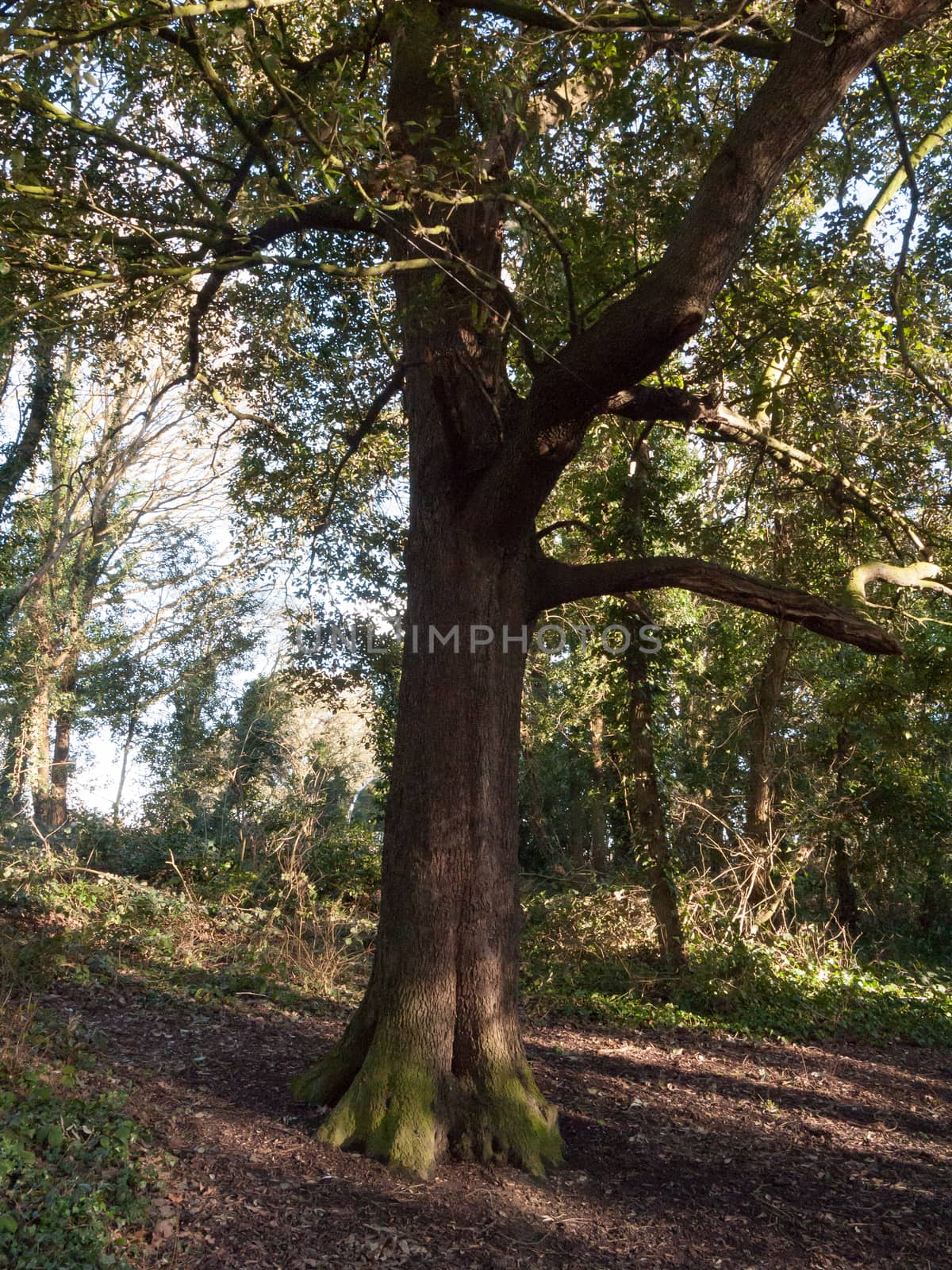 tree inside uk forest woodland sunshine day nature landscape by callumrc