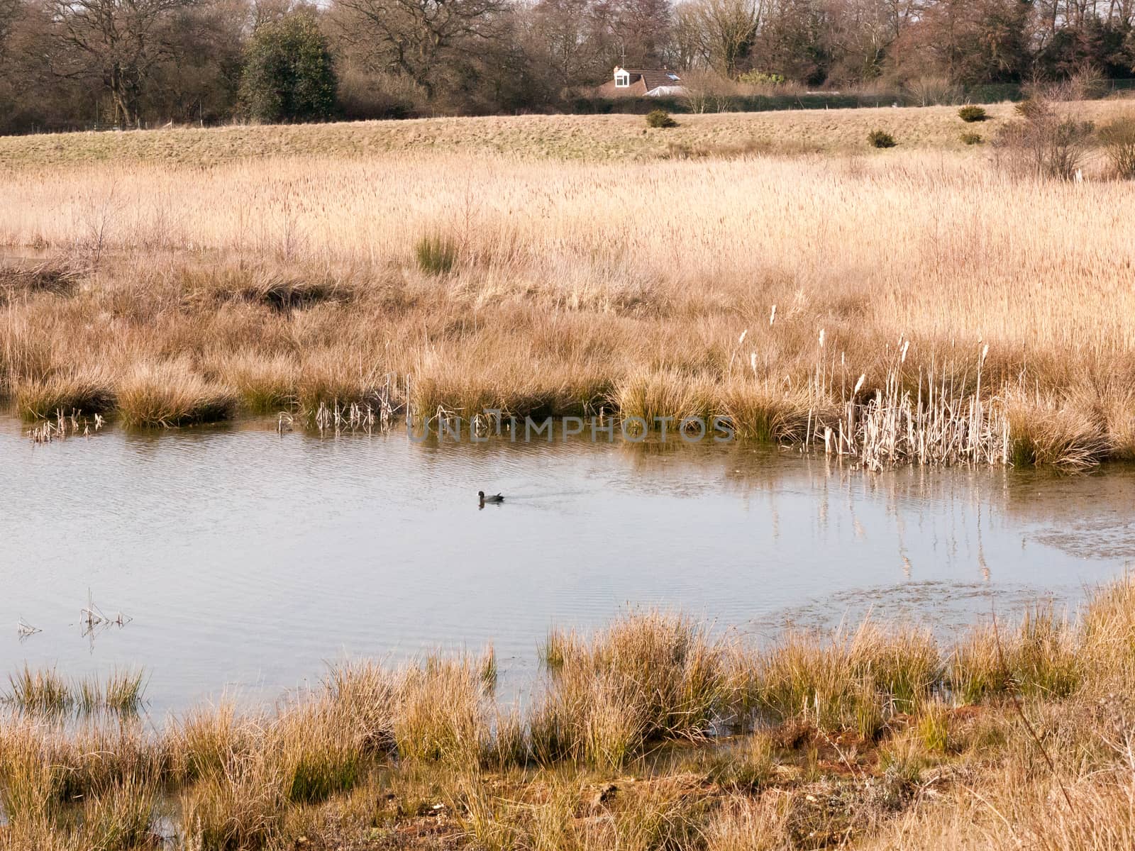 close up view of lake golden reeds nature landscape reserve; essex; england; uk