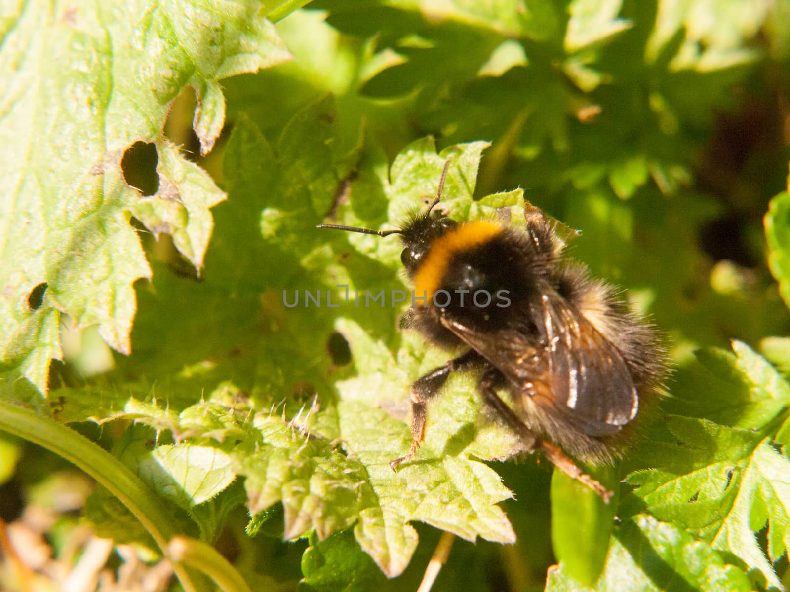 close up of black and yellow bee macro spring on leaf by callumrc