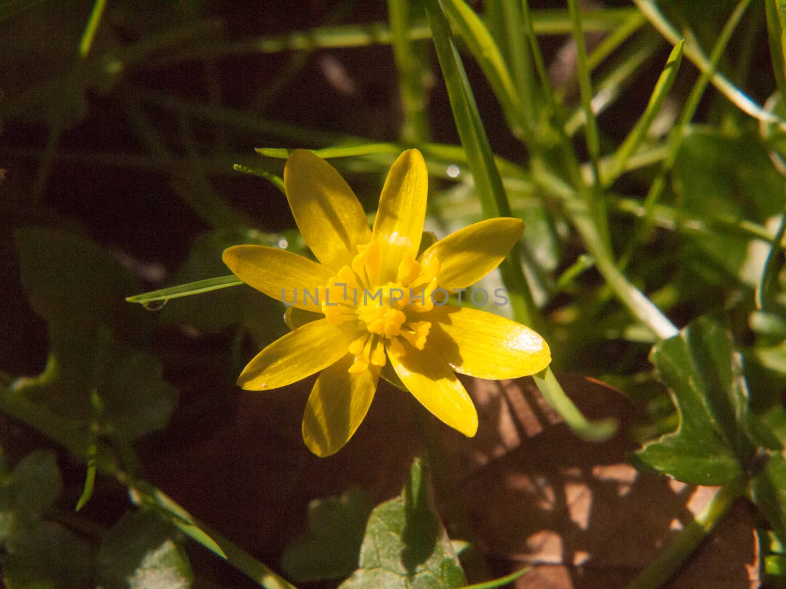 close up of yellow growing spring pretty flower floor green grass - Ranunculus ficaria L. - Lesser Celandine; essex; england; uk