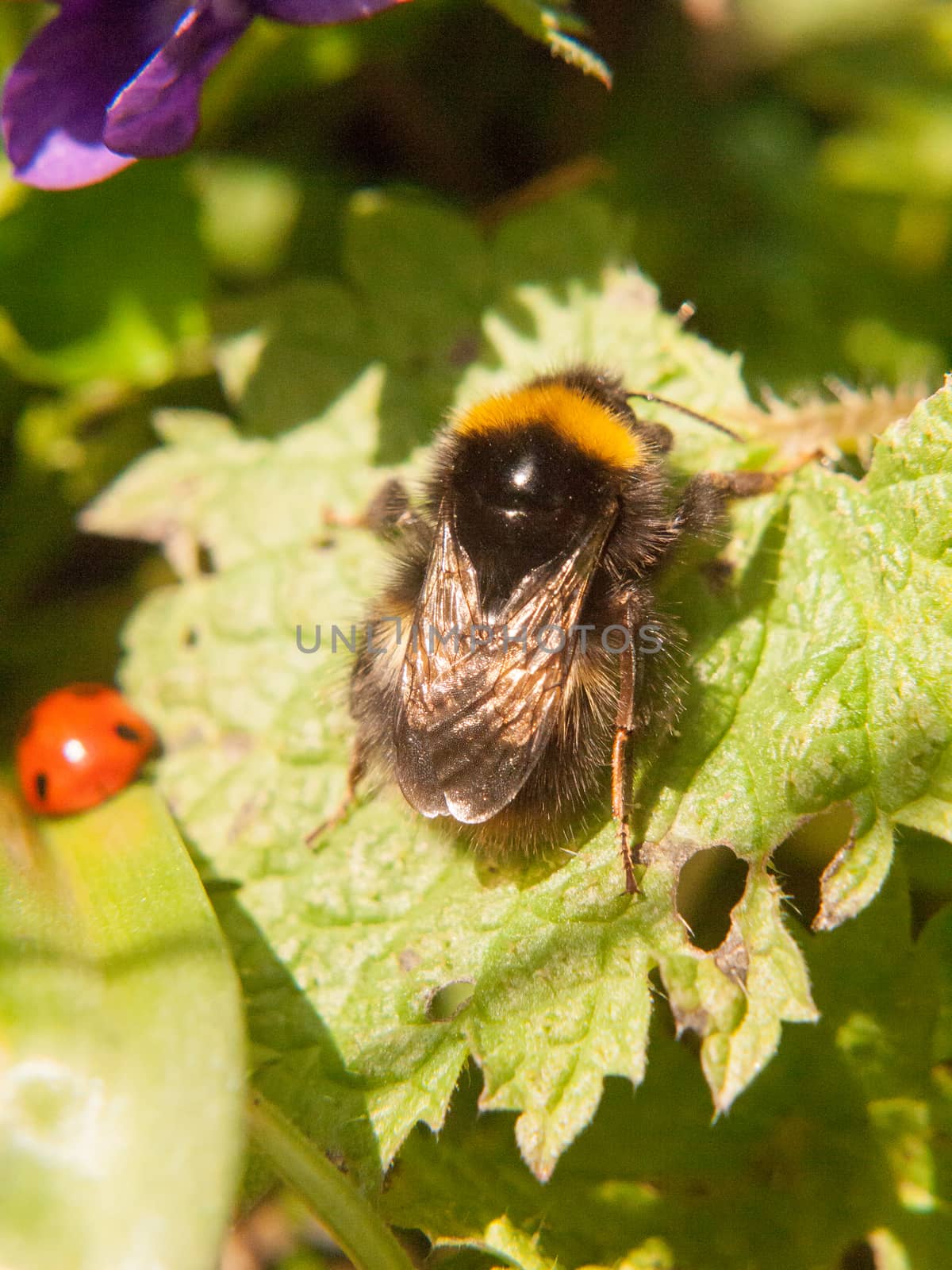 close up of black and yellow bee macro spring on leaf by callumrc