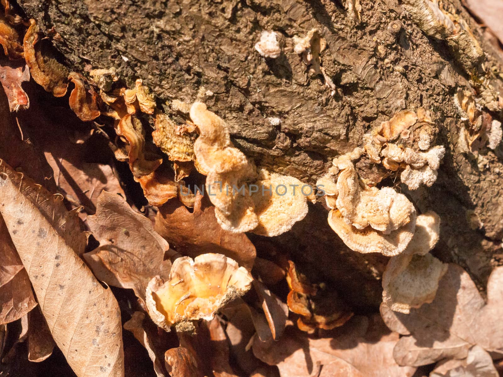 plenty of small growing autumn bracket fungus on forest wooden tree stump by callumrc