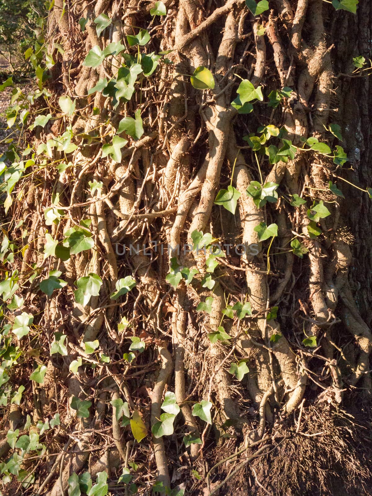 close up vines on tree bark texture with green leaves by callumrc