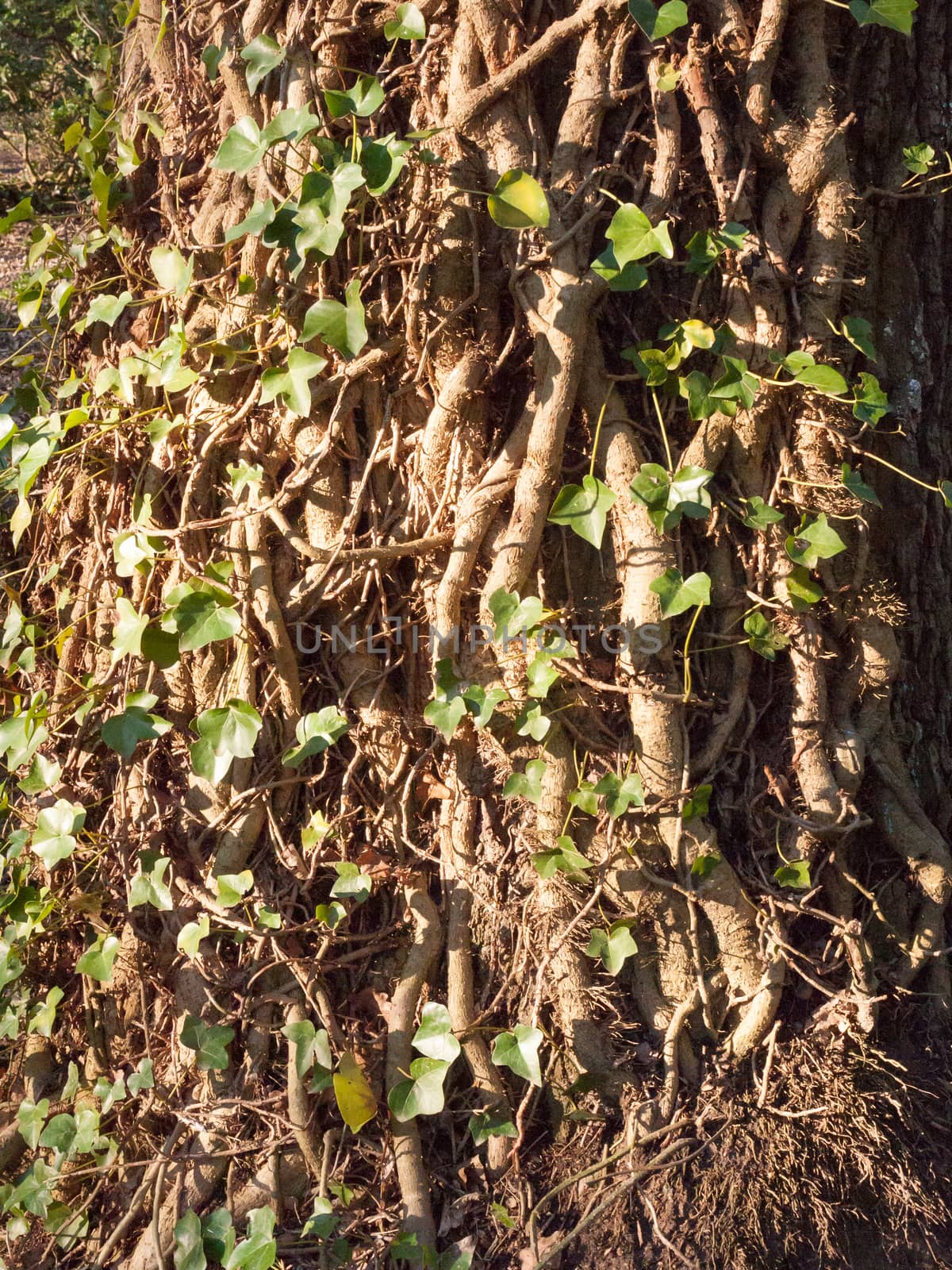 close up vines on tree bark texture with green leaves; essex; england; uk