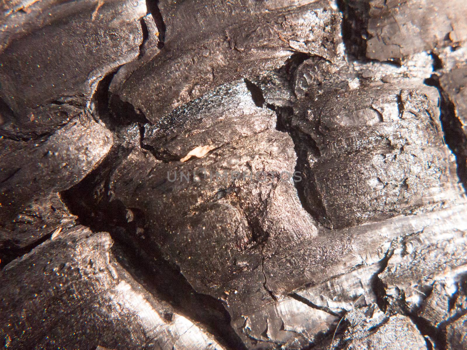 close up black texture of burnt charred tree stump forest charcoal shiny; essex; england; uk