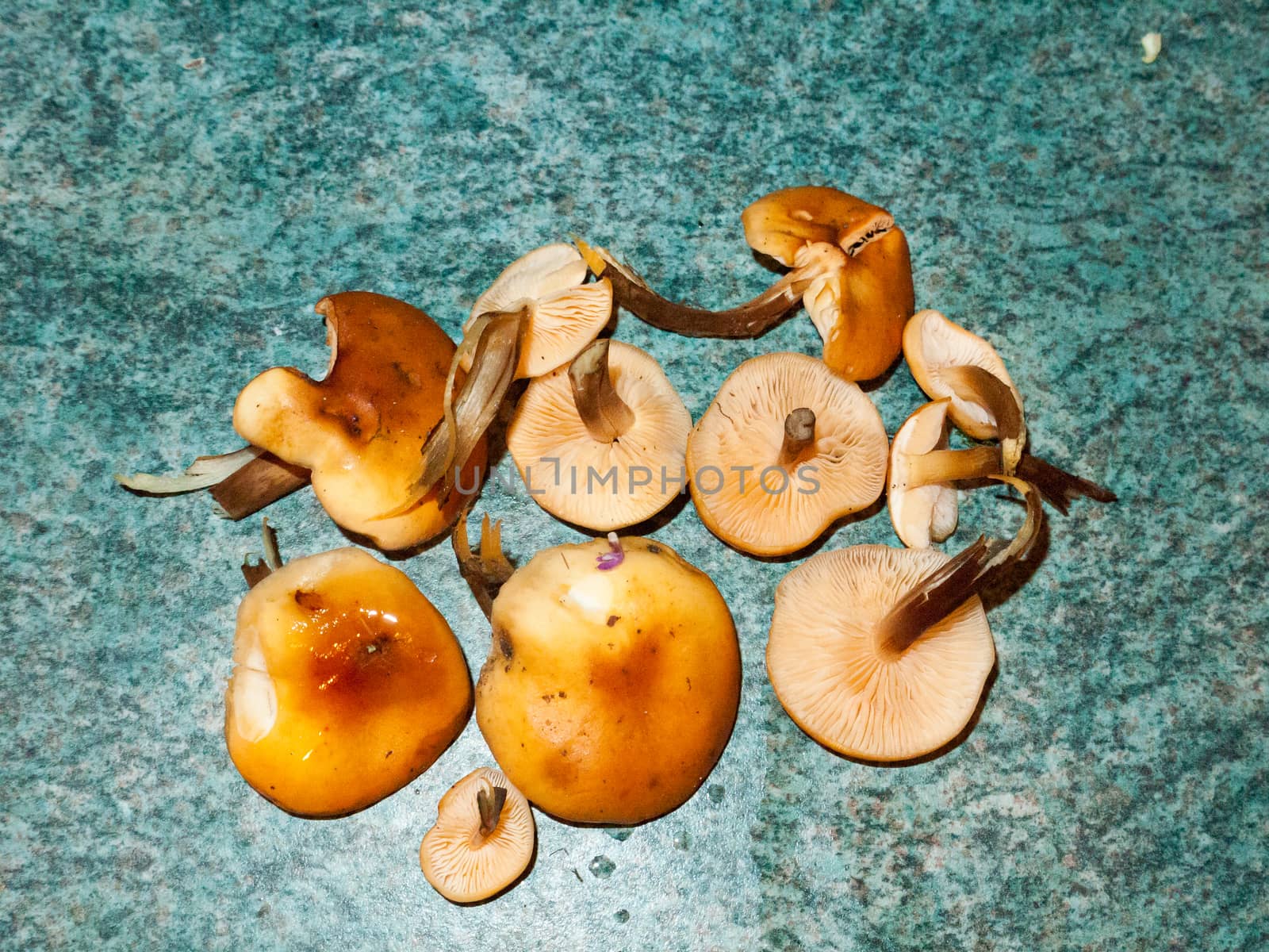 foraged mushrooms velvet shank counter top washed fungi by callumrc