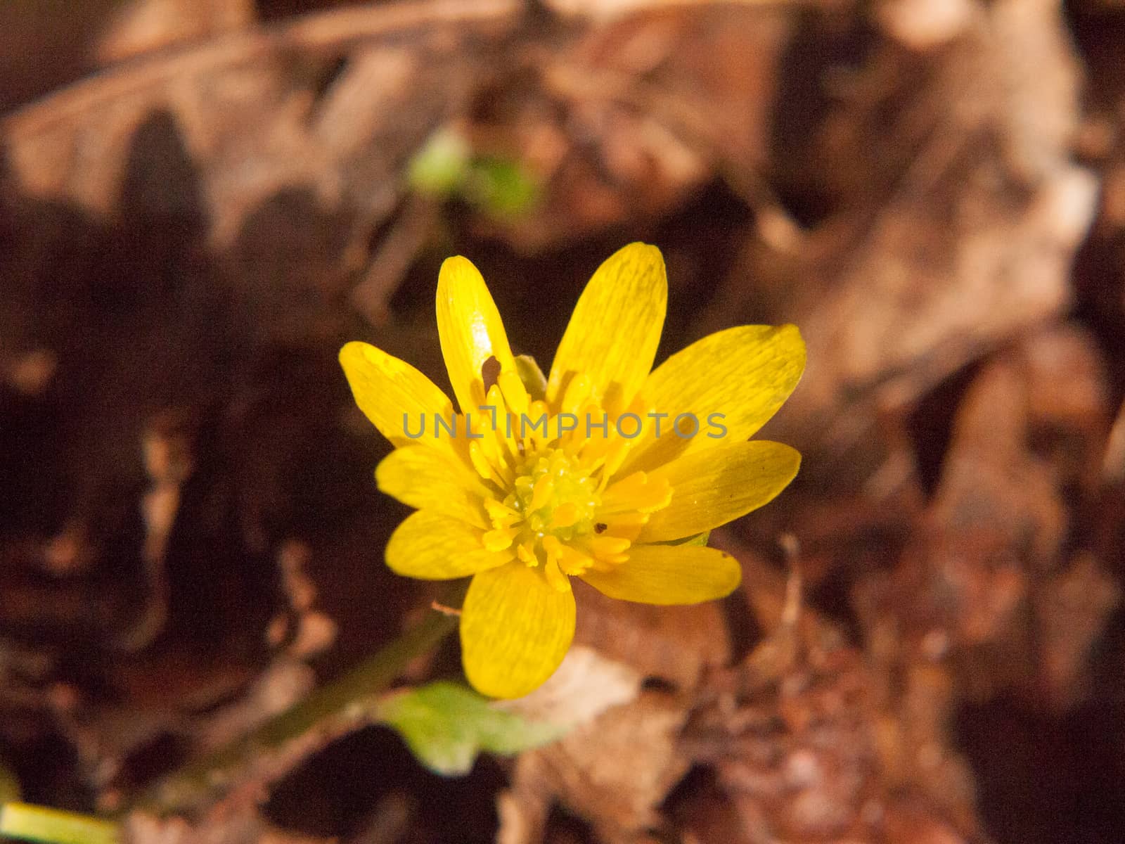close up of yellow growing spring pretty flower floor - Ranunculus ficaria L. - Lesser Celandine; essex; england; uk