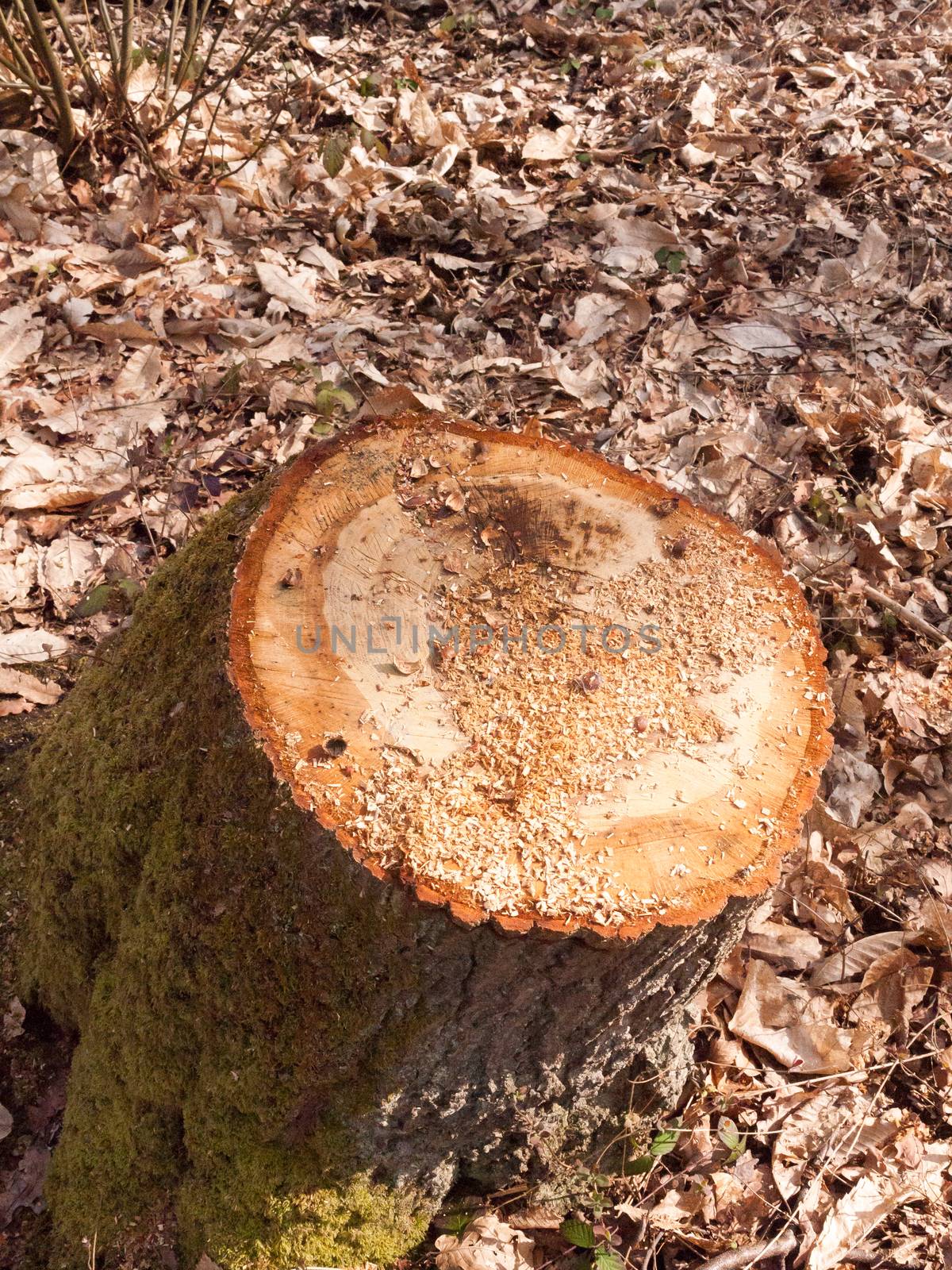 newly cut tree trunk stump woodland forest floor surgery ; essex; england; uk