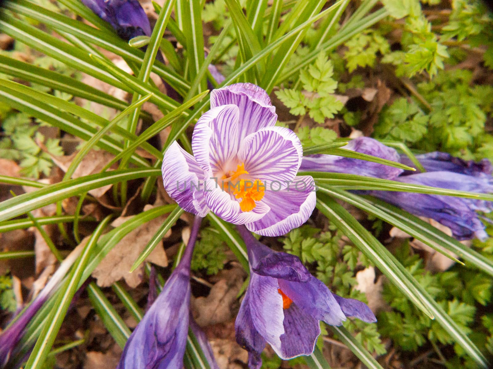 purple and orange crocus flower on floor ; essex; england; uk