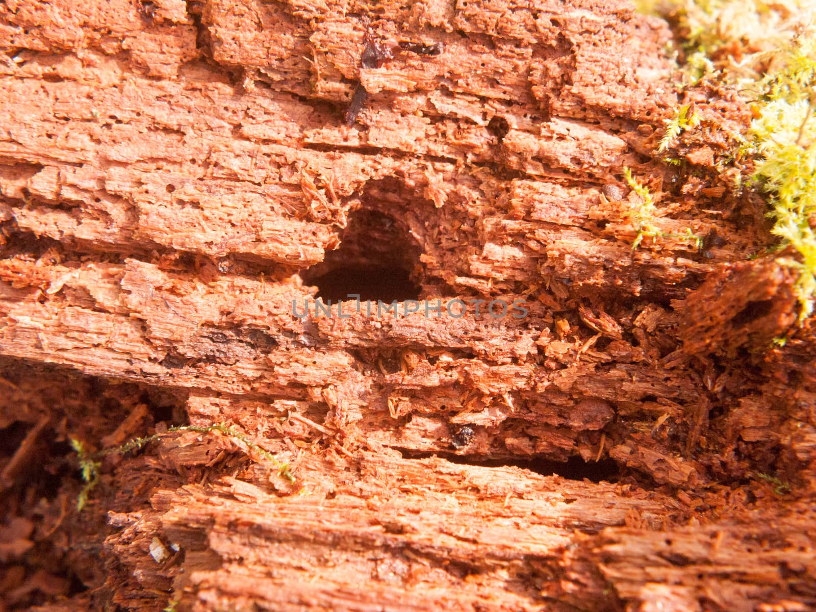 close up of soft brown old rotten cracked wood tree fallen macro by callumrc