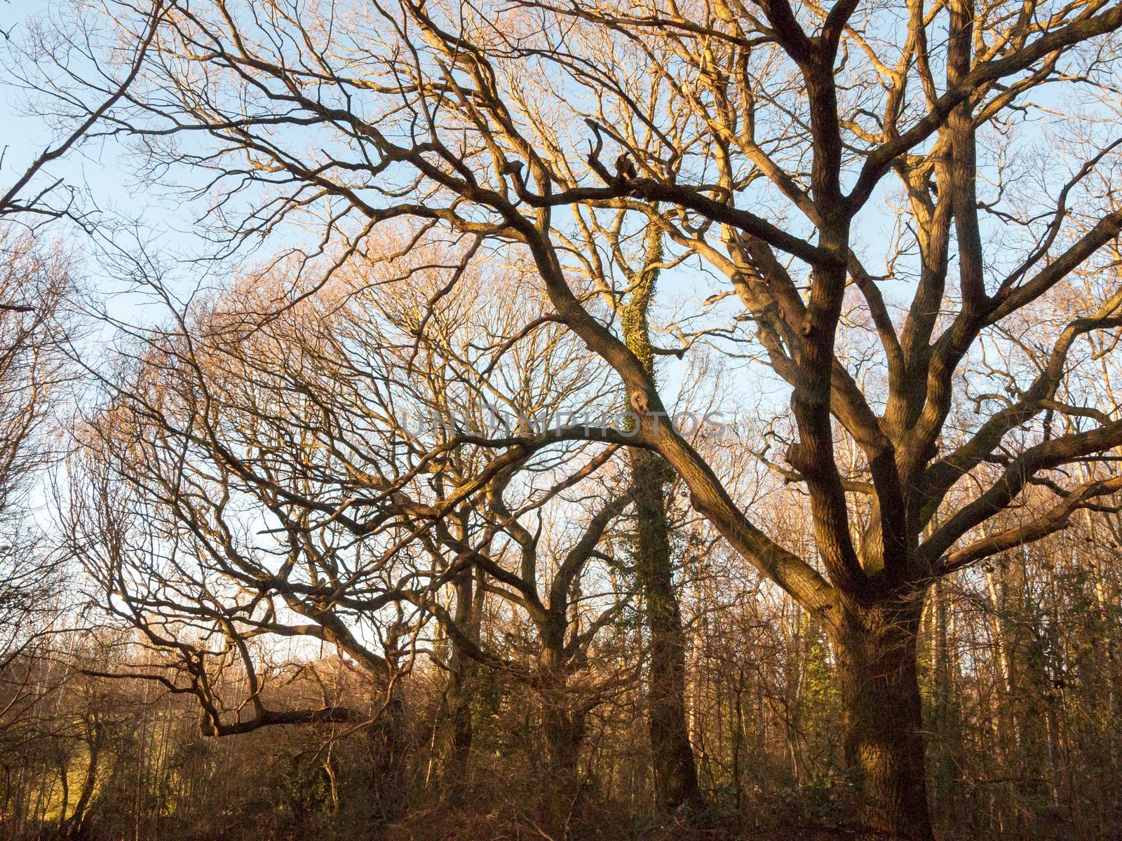 bark bark trees line of branches nature landscape outside canopy overhead; essex; england; uk