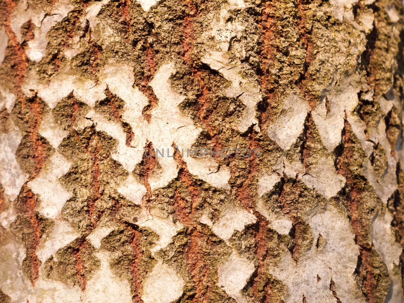 close up of aspen split tree trunk bark texture; essex; england; uk