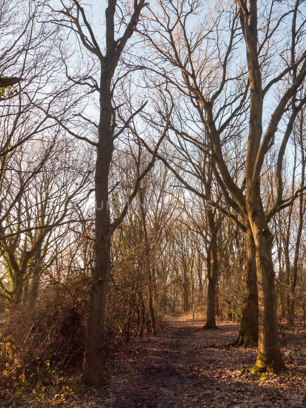 small wooden path plank way over running creak of water in woodl by callumrc