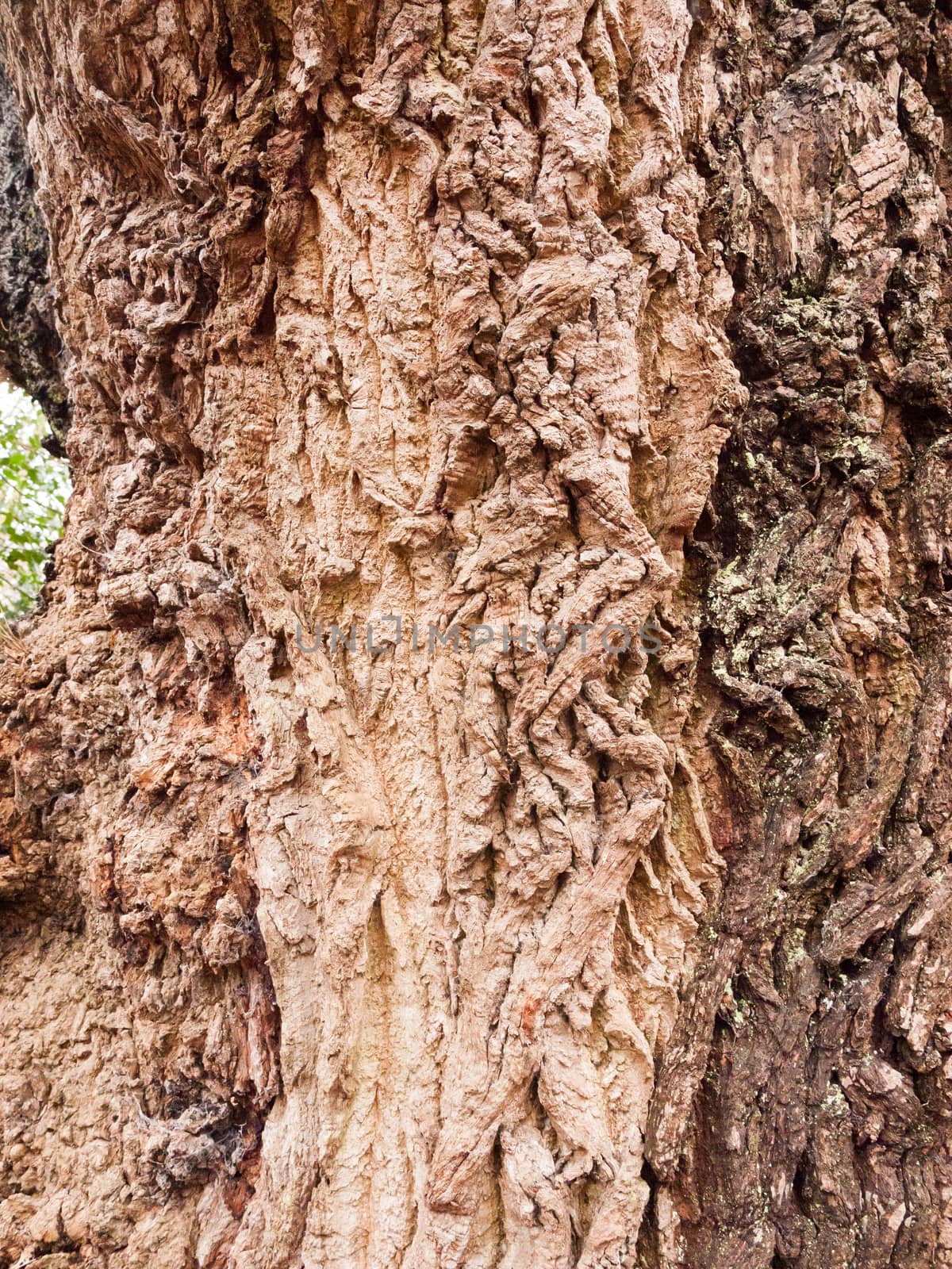 close up vein texture of bark oak tree up close background; essex; england; uk