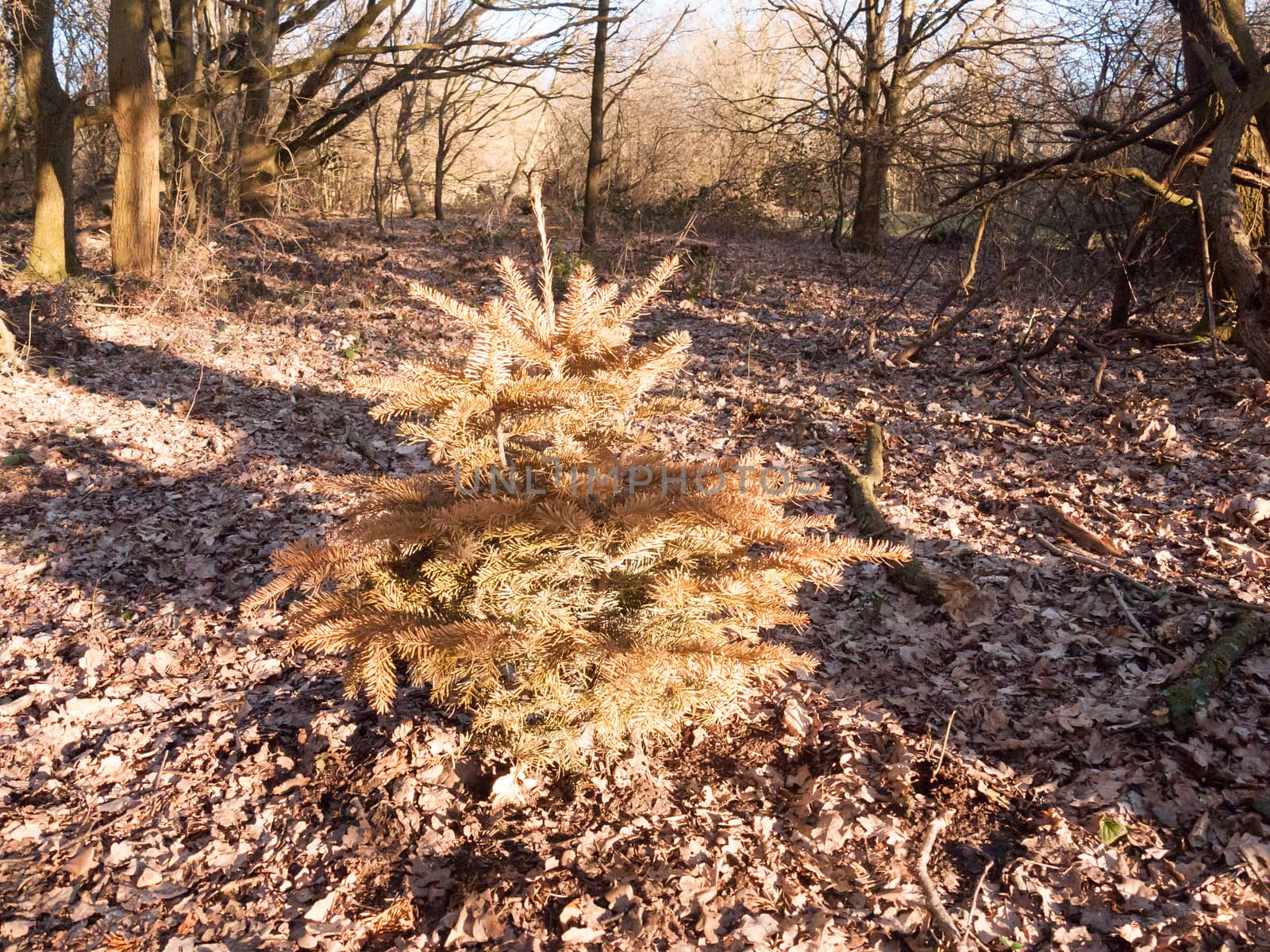 growing single conifer spruce tree in centre of woodland uk fore by callumrc