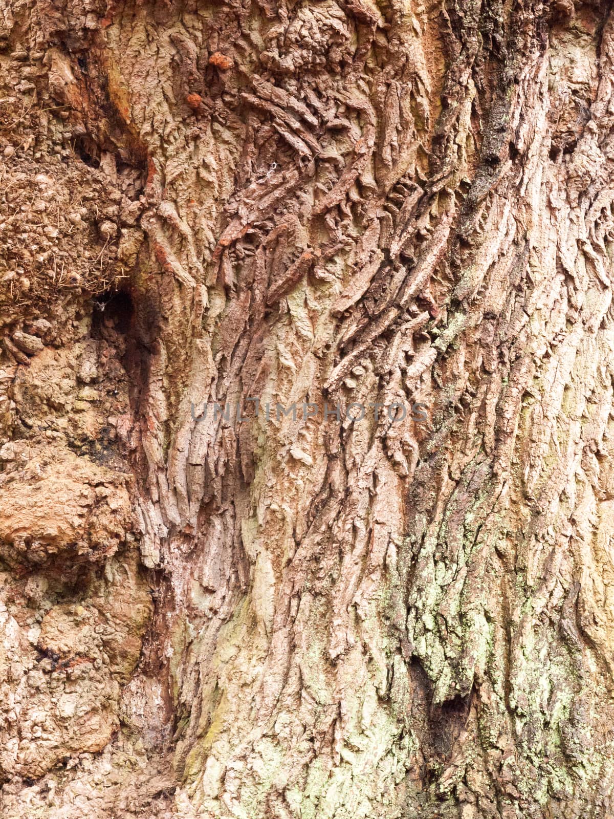 close up vein texture of bark oak tree up close background by callumrc