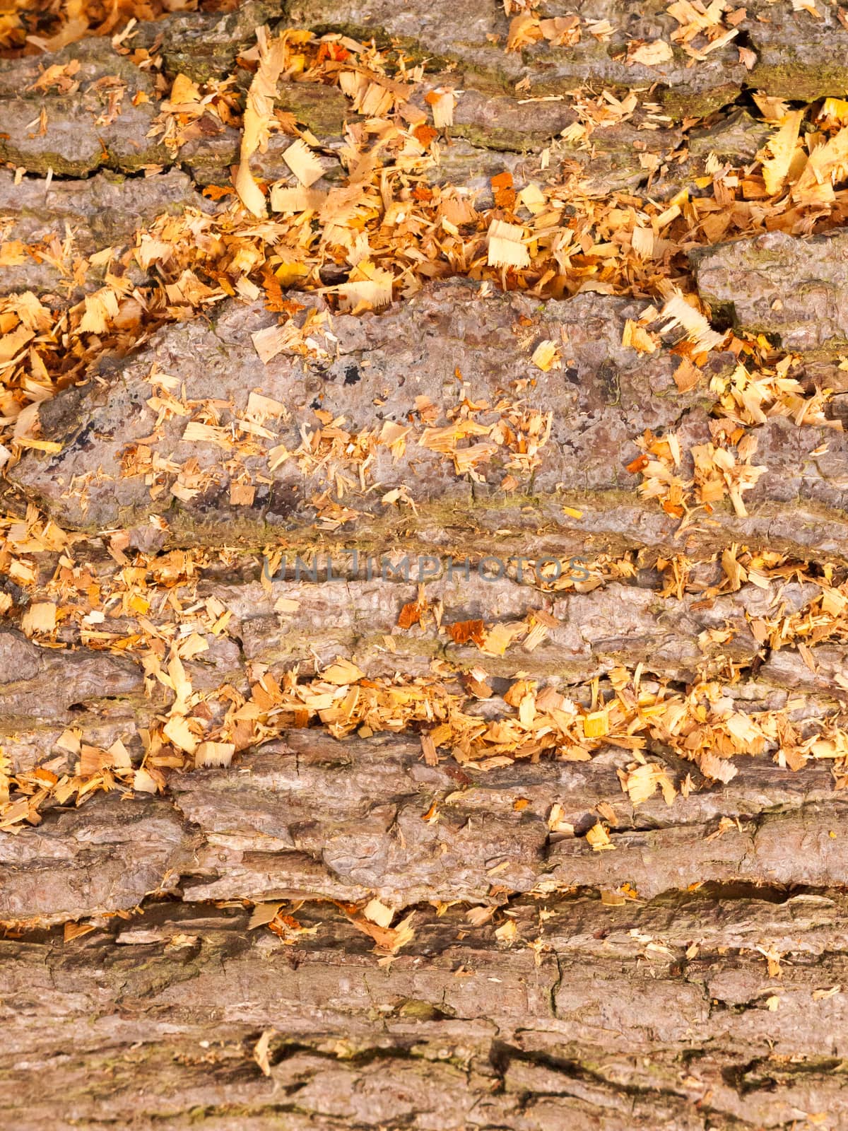 close up bark texture tree with orange golden leaves by callumrc