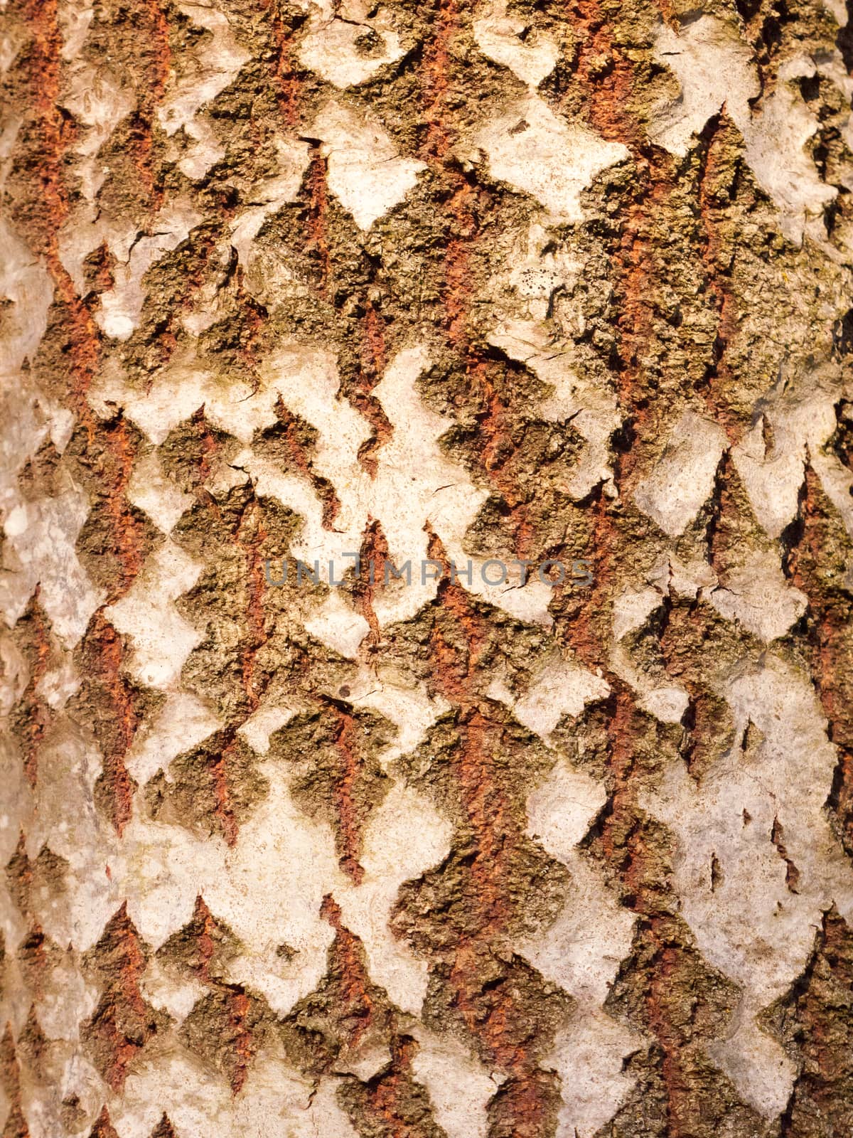 close up of aspen split tree trunk bark texture; essex; england; uk