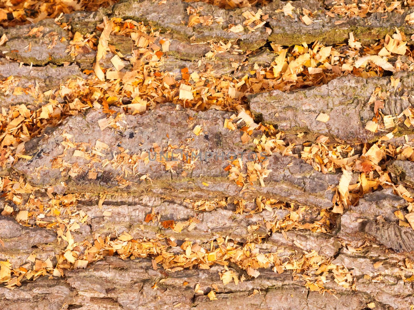 close up bark texture tree with orange golden leaves; essex; england; uk