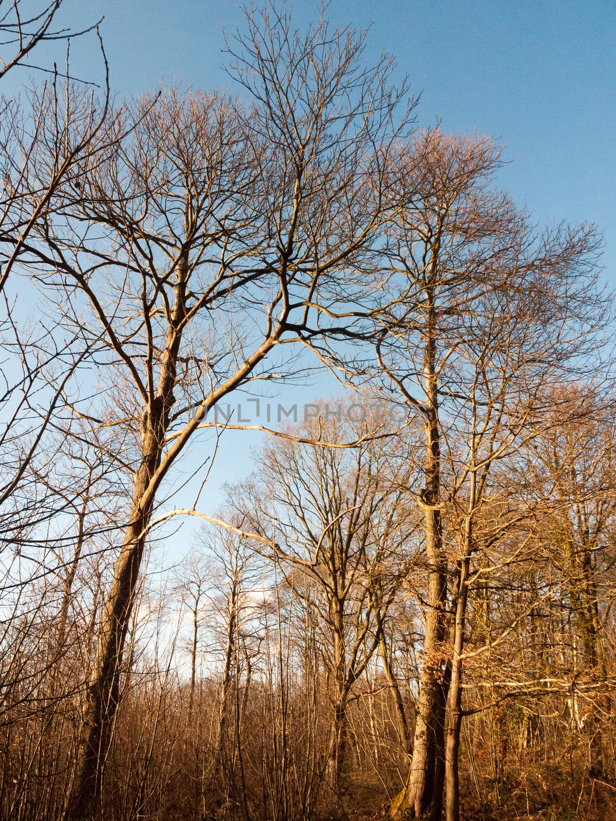 inside wood with many tree bare trunks tall forest woodland by callumrc