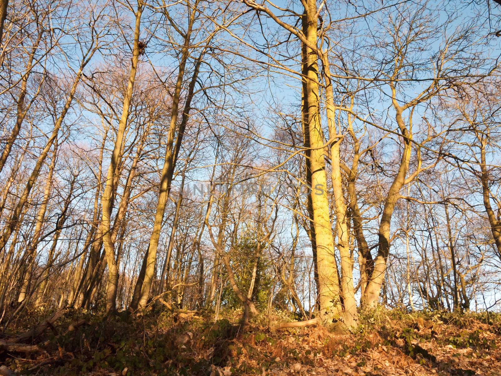 inside wood with many tree bare trunks tall forest woodland by callumrc