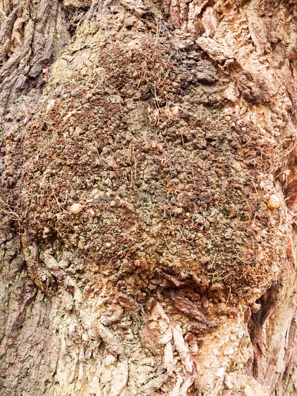 close up vein texture of bark oak tree up close background by callumrc