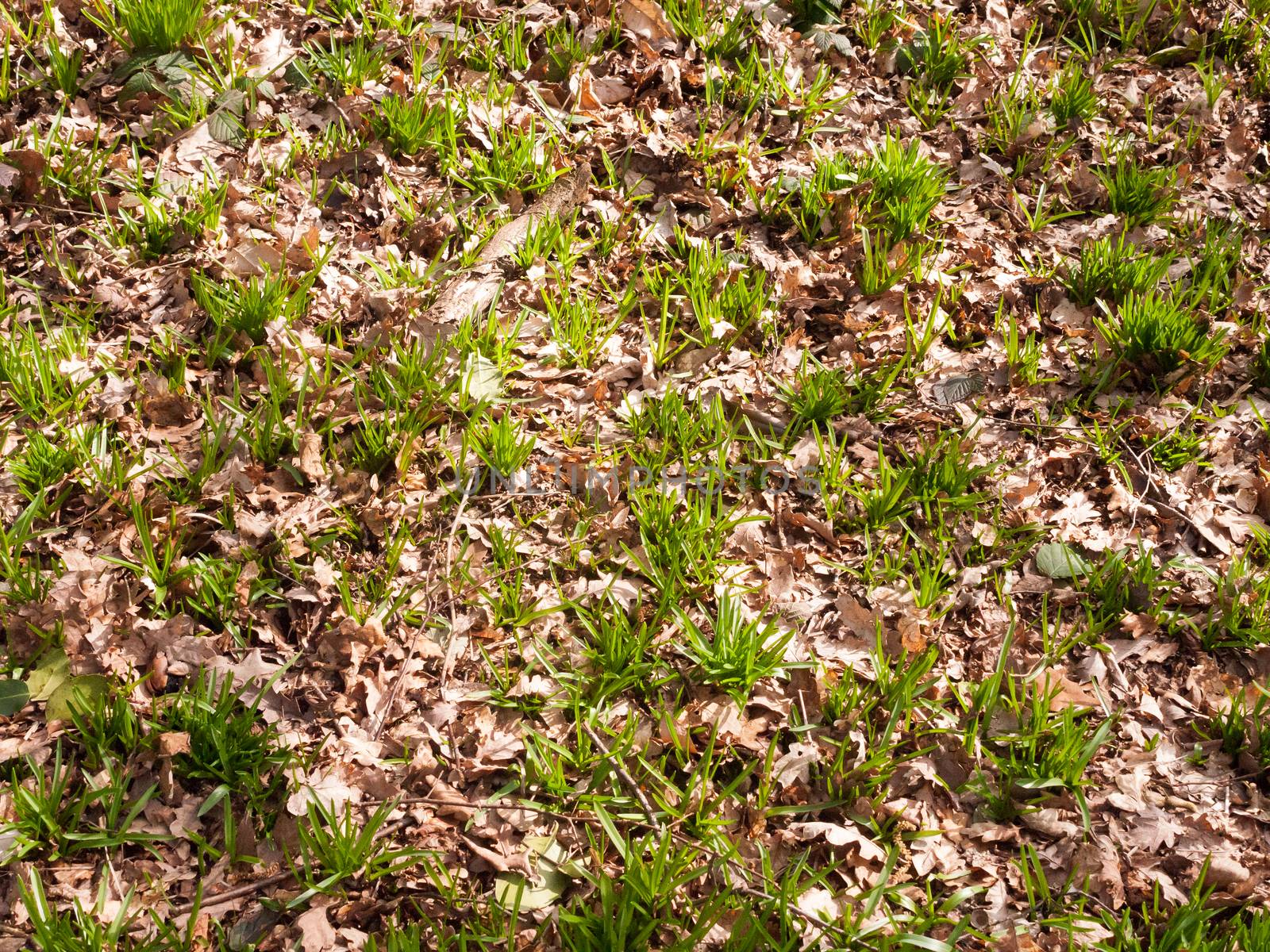 Spring forest floor growing new shoots green landscape texture; essex; england; uk