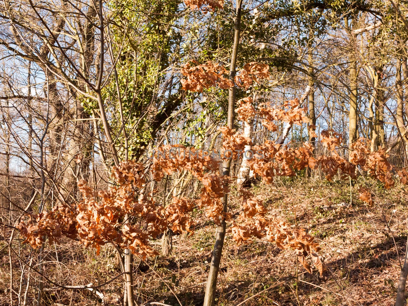 inside wood with many tree bare trunks tall forest woodland by callumrc