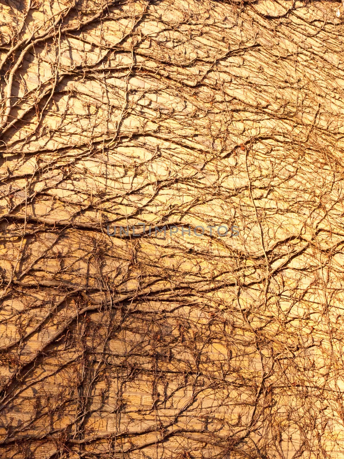 texture in sunlight of tree vines on wall side bricks house; essex; england; uk