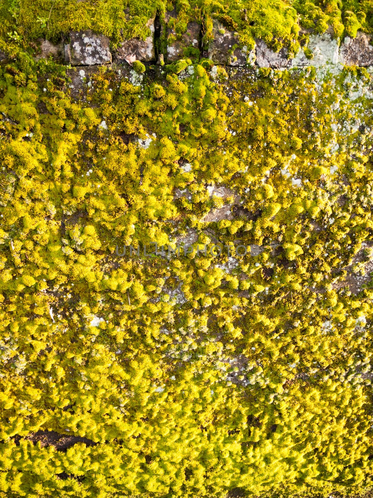 sunlight struck wall with green and yellow lichen moss growing b by callumrc