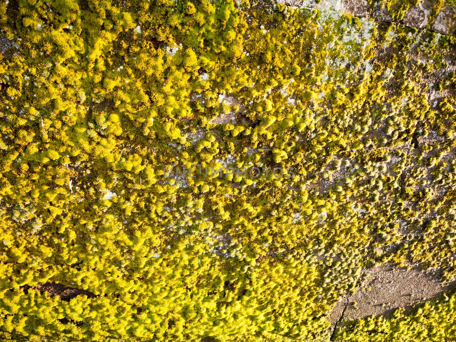 sunlight struck wall with green and yellow lichen moss growing background; essex; england; uk