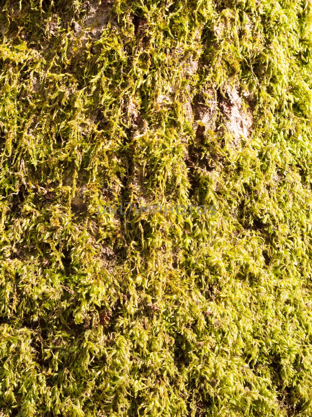 close up of growing green moss lichen algae on tree bark surface by callumrc